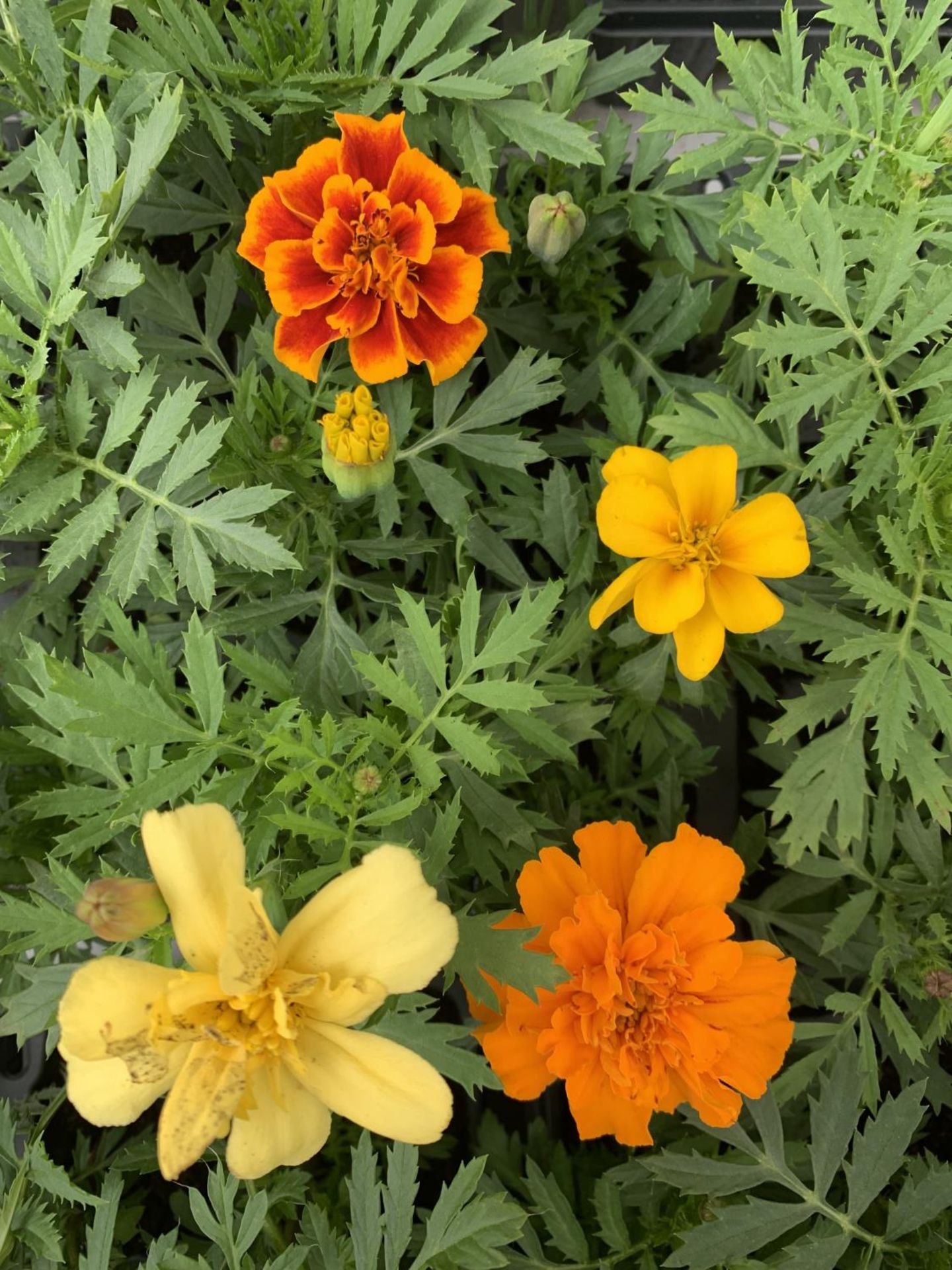 NINE TRAYS OF MARIGOLD PLANTS WITH NINE PLANTS IN EACH TRAY PLUS VAT TO BE SOLD FOR THE NINE TRAYS - Image 2 of 3