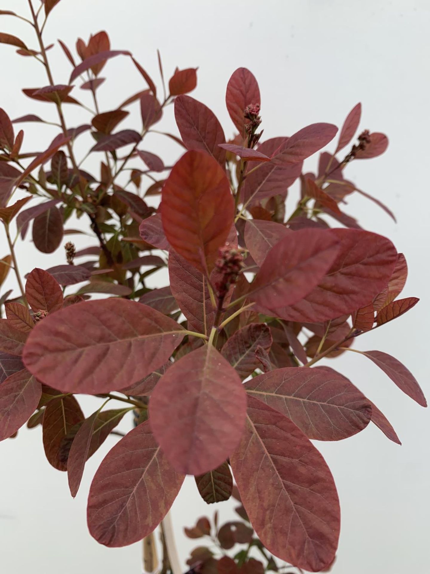 A COTINUS 'ROYAL PURPLE' SMOKE BUSH TREE OVER 160CM IN HEIGHT IN FLOWER IN A 10 LTR POT PLUS VAT - Image 11 of 13