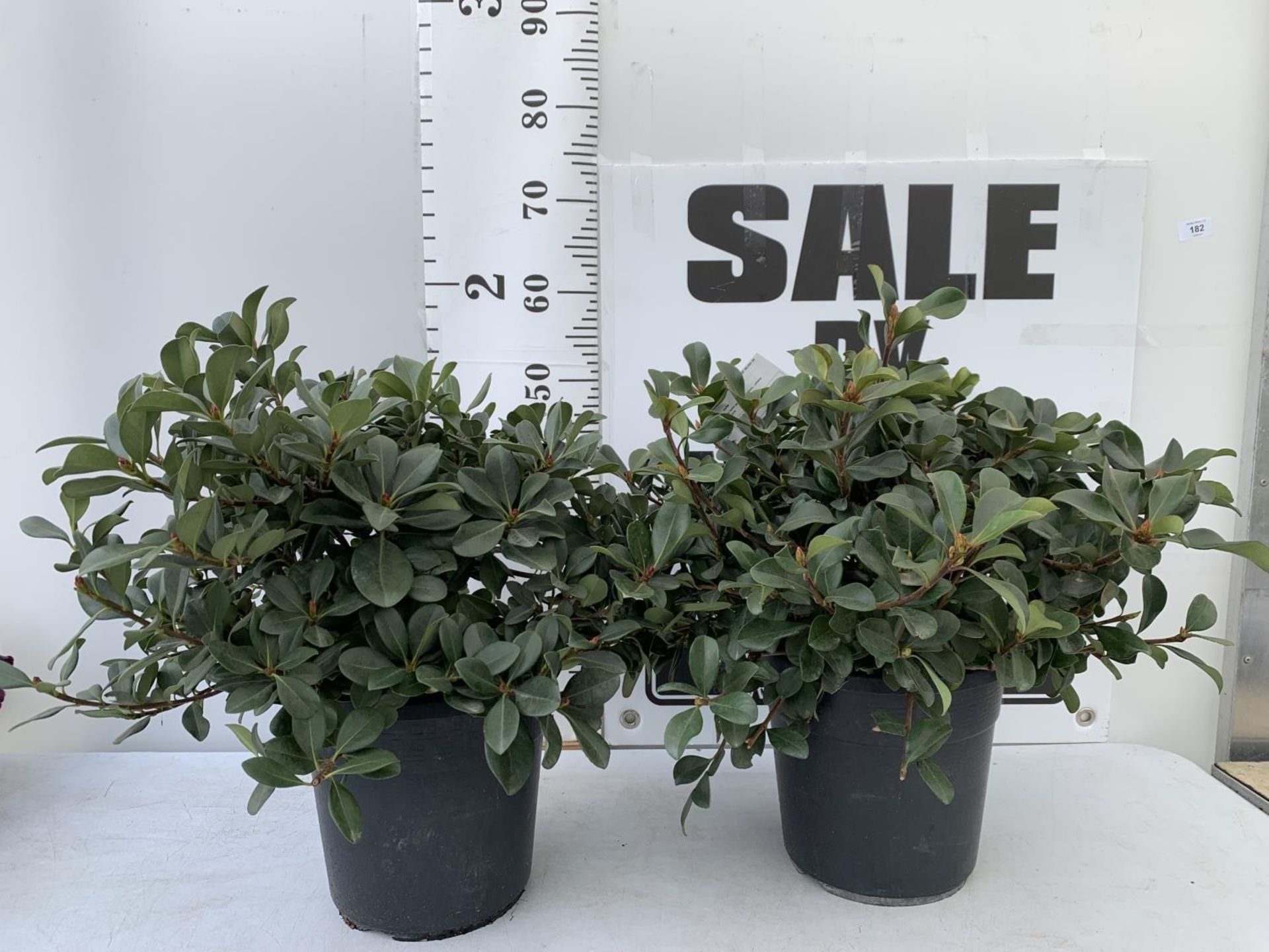 TWO RHAPIOLEPIS UMBELLATA IN 7LTR POTS APPROX 55CM IN HEIGHT PLUS VAT TO BE SOLD FOR THE TWO - Image 4 of 12