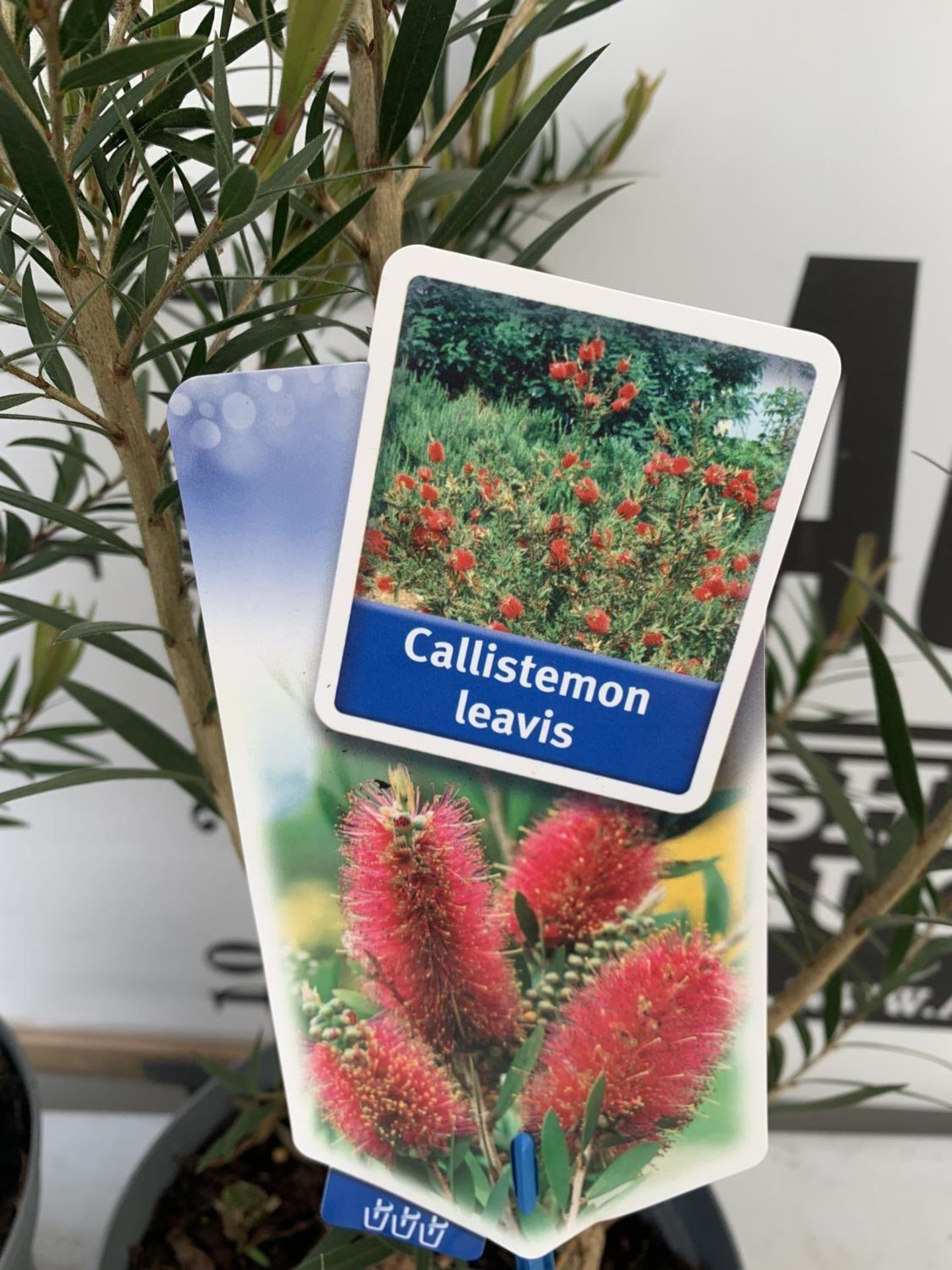 TWO CALLISTEMON LAEVIS IN 2 LTR POTS 50CM IN HEIGHT PLUS VAT TO BE SOLD FOR THE TWO - Image 4 of 4