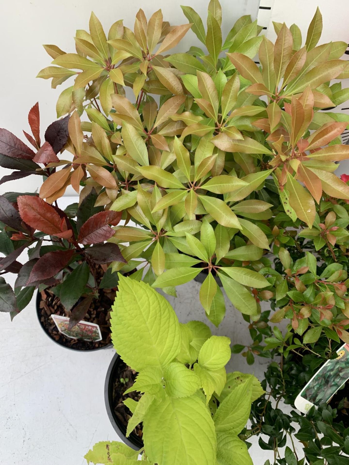 SIX MIXED SHRUBS IN 2 LTR POTS TO INCLUDE PHOTINIA, JAPONICA, HYDRANGEA, AZALEAS ETC APPROX 50CM - Image 4 of 8