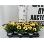 TWELVE YELLOW COLOURED OSTEOSPERMUM PLANTS ON A TRAY TO BE SOLD FOR THE TWELVE PLUS VAT