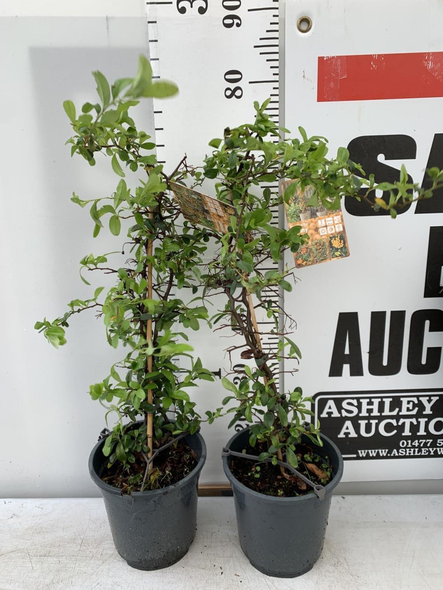 TWO PYRACANTHA 'SUNNY STAR' IN 2 LTR POTS IN 80CM IN HEIGHT PLUS VAT TO BE SOLD FOR THE TWO
