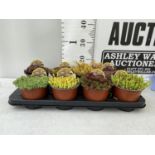 EIGHT VARIOUS VARIETIES OF SEDUM WITH CARDS IN SIZE P13 POTS TO BE SOLD FOR THE EIGHT PLUS VAT