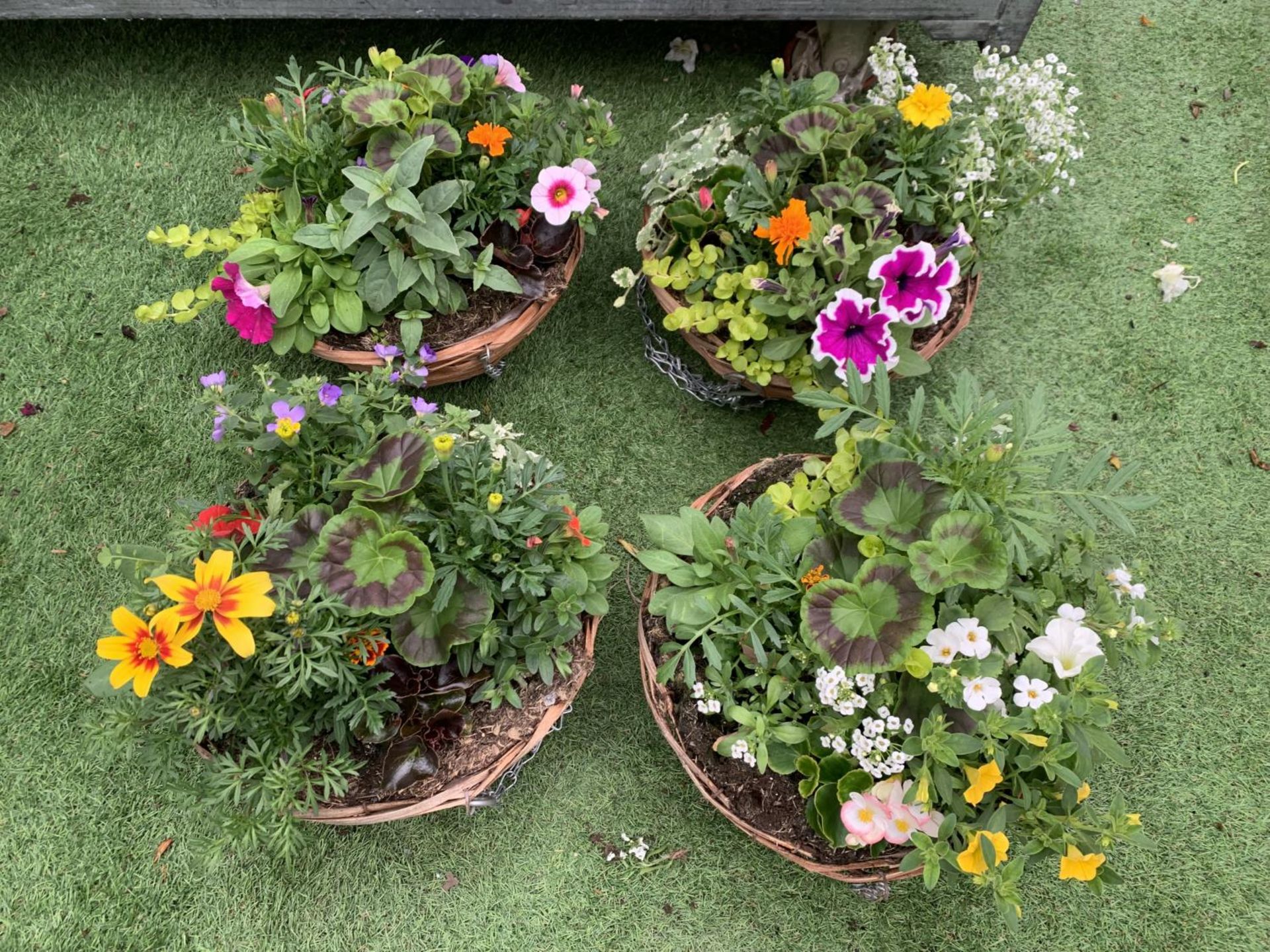 FOUR WICKER HANGING BASKETS WITH MIXED BEDDING AND TRAILING PLANTS TO INCLUDE PETUNIA, MARIGOLD,