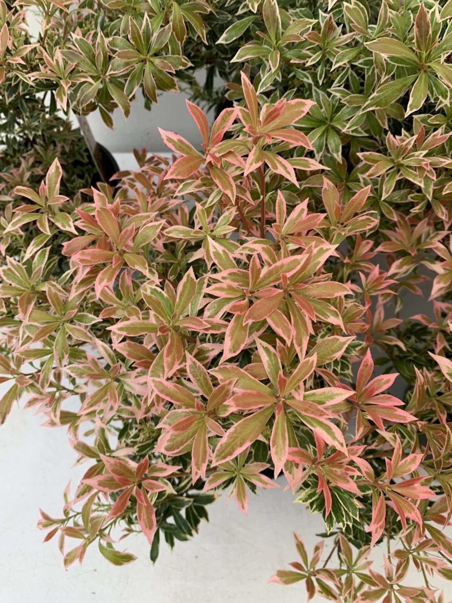 SEVEN PIERIS LITTLE HEATH 45CM TALL IN 2 LTR POTS TO BE SOLD FOR THE SEVEN PLUS VAT - Image 5 of 13