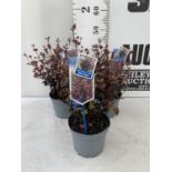 THREE LOPHOMYRTUS RALPHII NEW ZEALAND MYRTLE 'BLACK PEARL' IN 2 LTR POTS HEIGHT 40CM - 50CM TO BE
