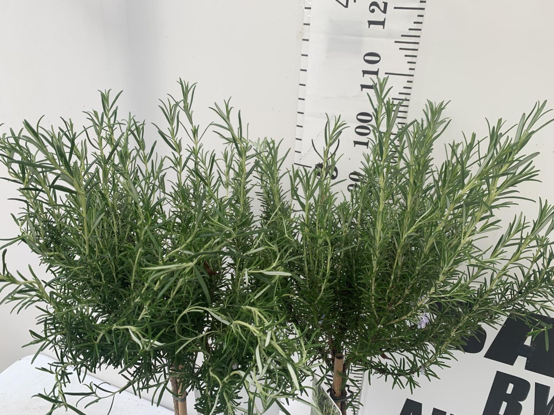 TWO ROSEMARY OFFICINALIS STANDARD TREES APPROX 120CM IN HEIGHT IN 3LTR POTS NO VAT TO BE SOLD FOR - Image 3 of 5