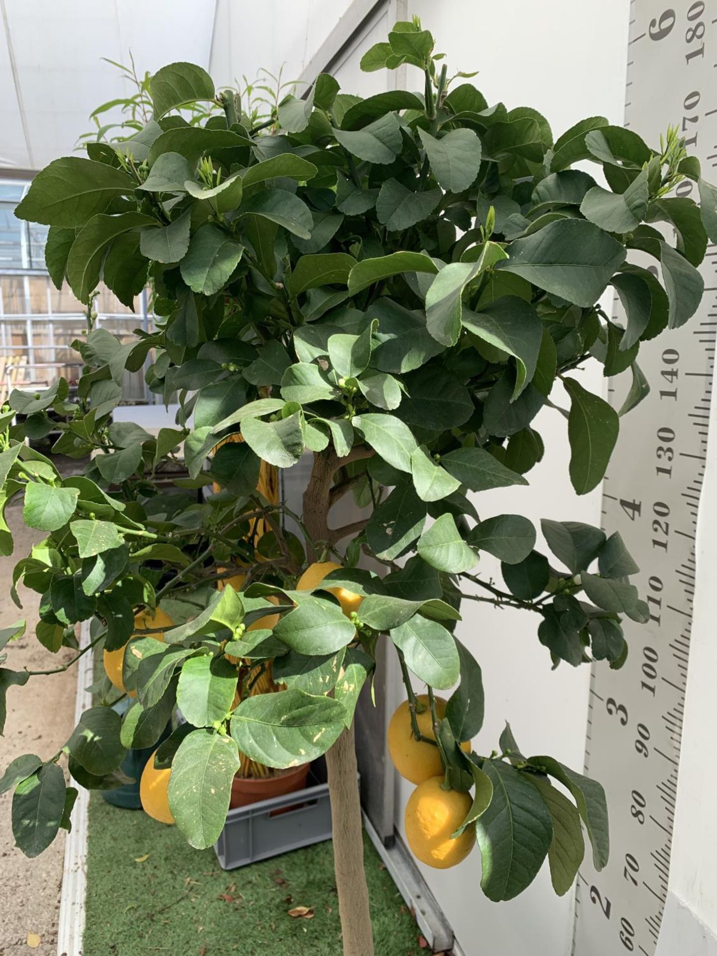 A CITRUS LEMON TREE OVER 180CM TALL WITH FRUIT IN A 25 LTR POT NO VAT - Image 3 of 7