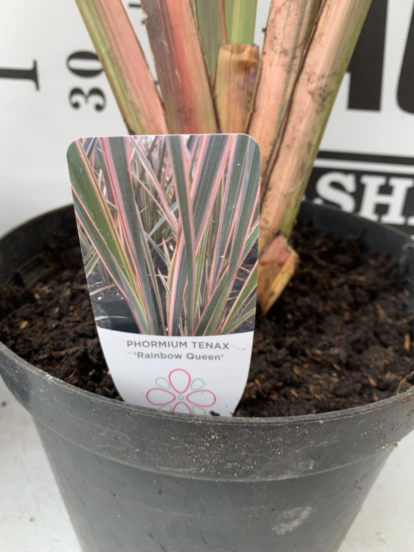 TWO PHORMIUM TENAX 'CREAM DELIGHT' AND 'RAINBOW QUEEN' APPROX 90CM IN HEIGHT IN 10 LTR POTS PLUS VAT - Image 4 of 5