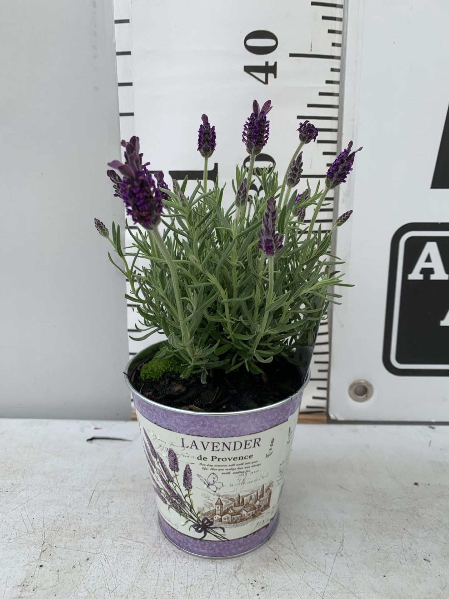 SIX LAVENDULA ST ANOUK COLLECTION IN DECORATIVE METAL POTS TO BE SOLD FOR THE SIX NO VAT - Image 4 of 4