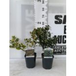 TWO ILEX AQUIFOLIUM HOLLY 'GOLDEN KING' AND 'BLUE PRINCE' IN 2 LTR POTS OVER 50CM IN HEIGHT PLUS VAT