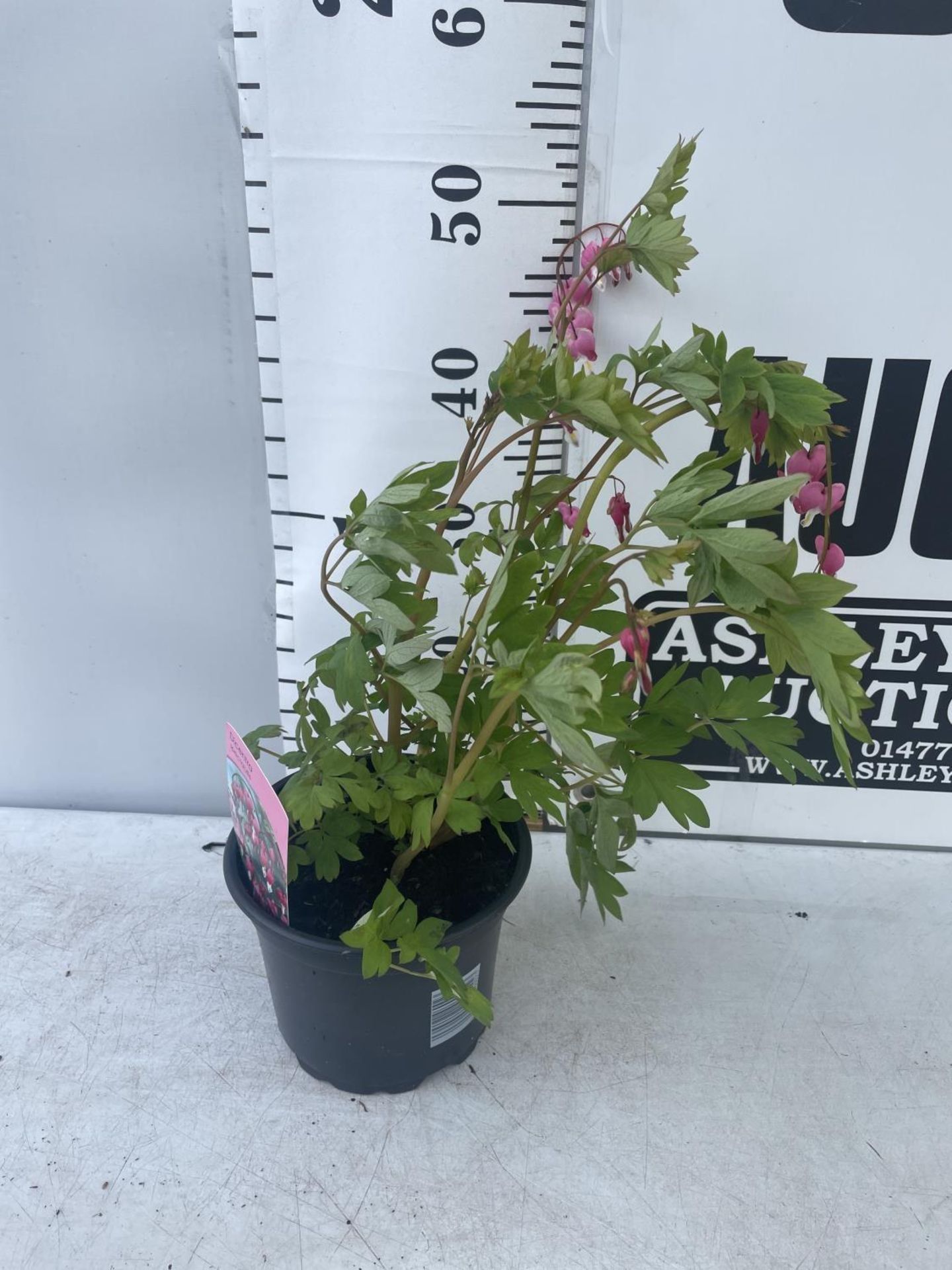 SIX DICENTRA SPECTABILIS BLEEDING HEART 50CM TALL IN 2 LTR POTS TO BE SOLD FOR THE SIX PLUS VAT - Image 3 of 9