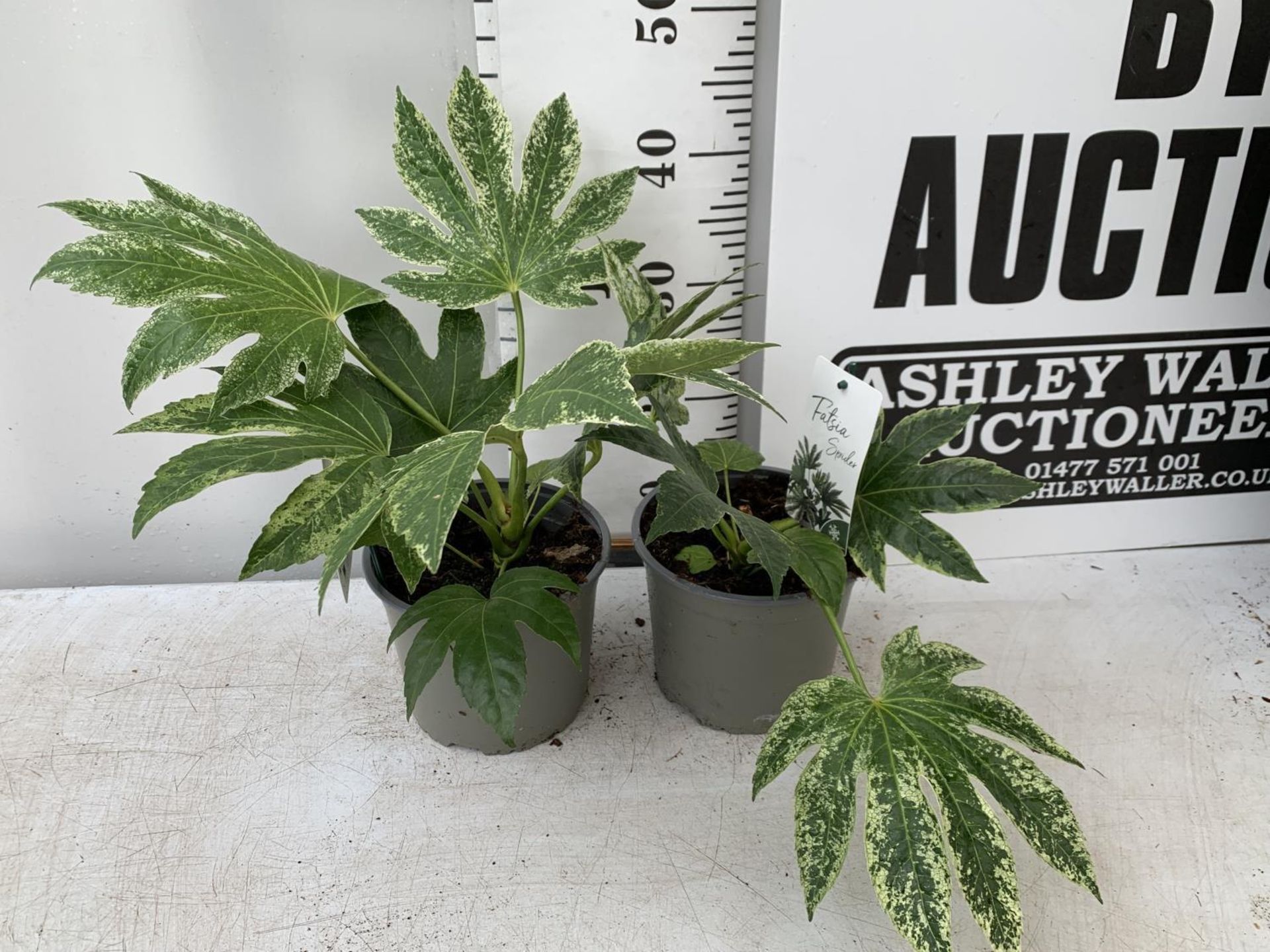 TWO FATSIA SPIDER VARIEGATA IN 2 LTR POTS 40CM TALL PLUS VAT TO BE SOLD FOR THE TWO