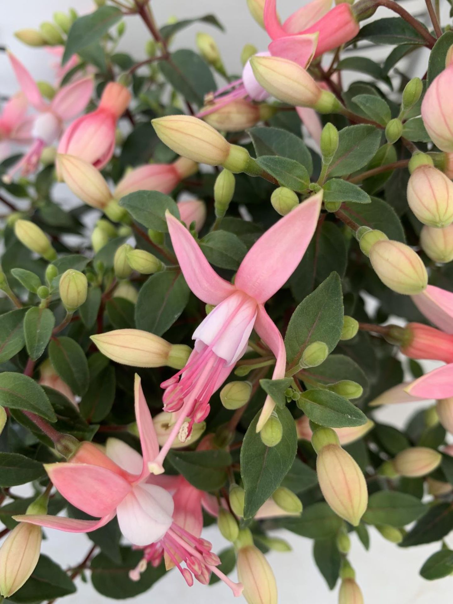 NINE FUCHSIA BELLA PINK IN 20CM POTS 20-30CM TALL TO BE SOLD FOR THE NINE PLUS VAT - Image 4 of 6