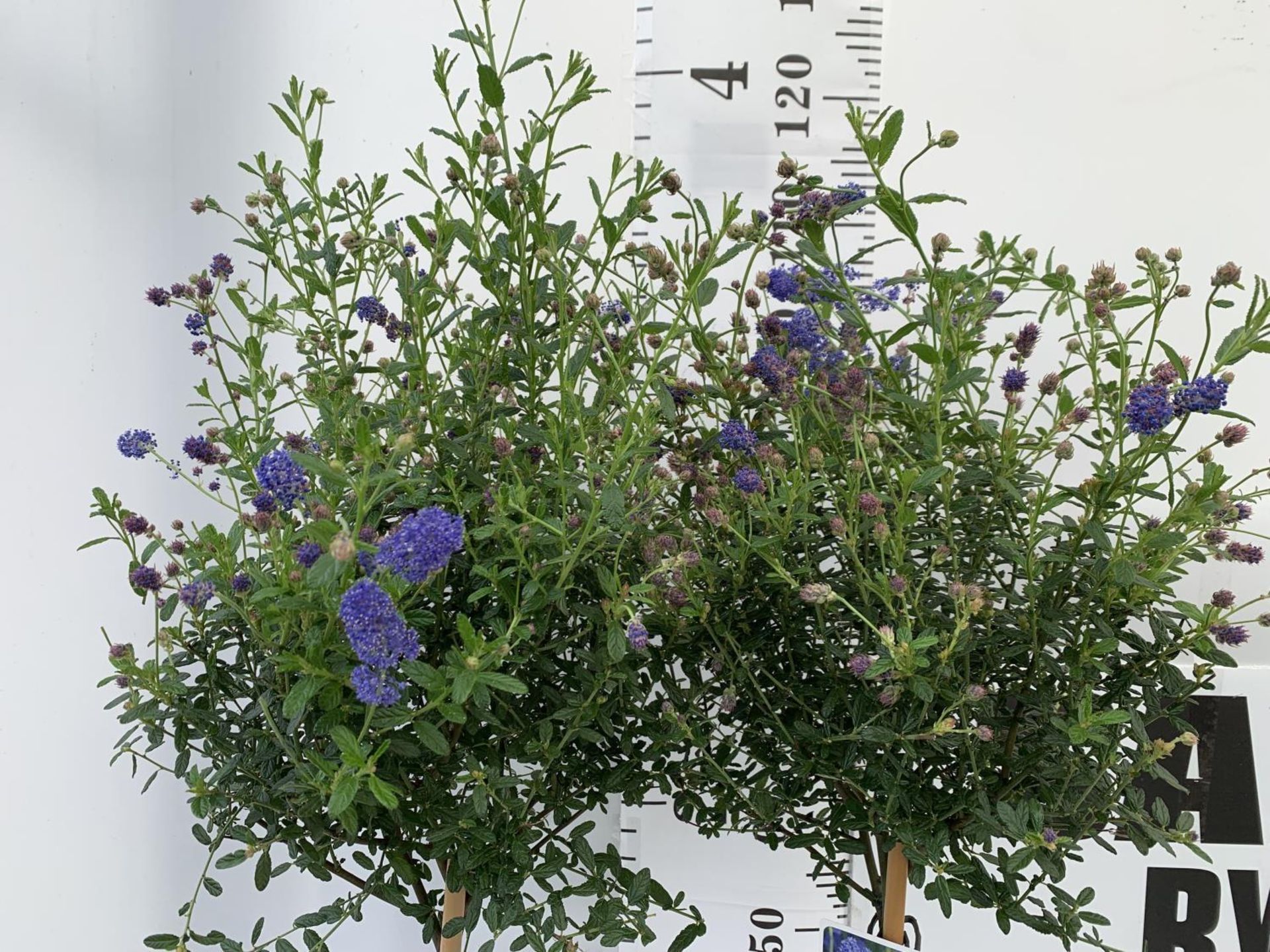 TWO CEANOTHUS STANDARD TREES 'CONCHA' IN FLOWER APPROX 120CM IN HEIGHT IN 3LTR POTS PLUS VAT TO BE - Image 2 of 4
