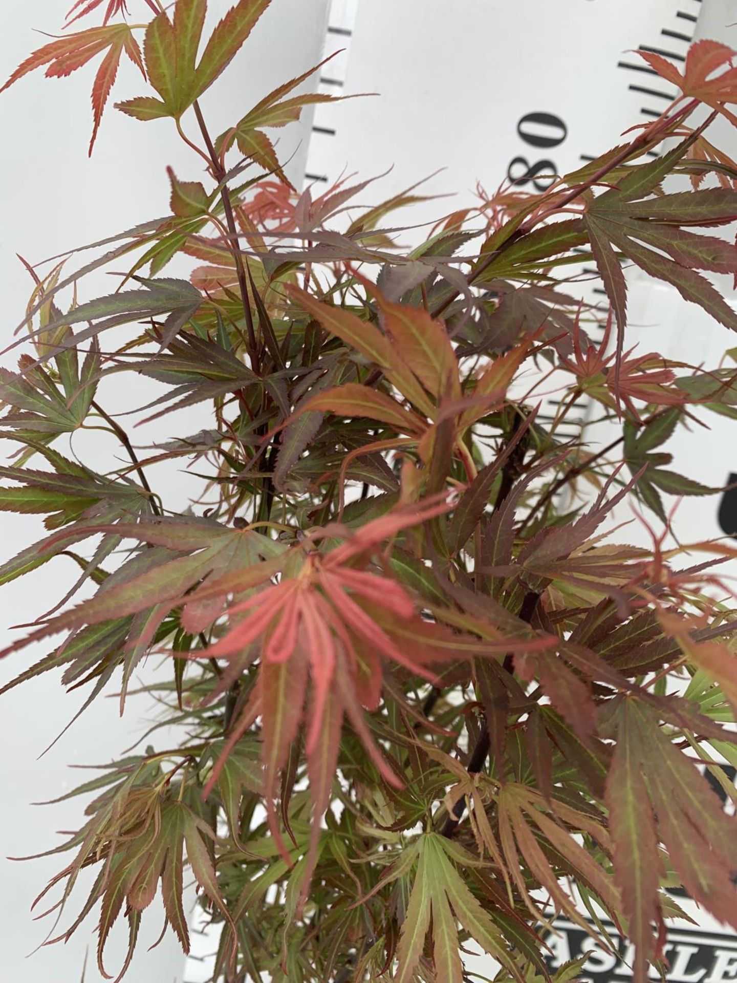 TWO ACER PALMATUM JAPANESE JEWELS IN 3 LTR POTS TO INCLUDE A TROMPENBURG AND A SHAINA 70 -80CM - Bild 6 aus 8