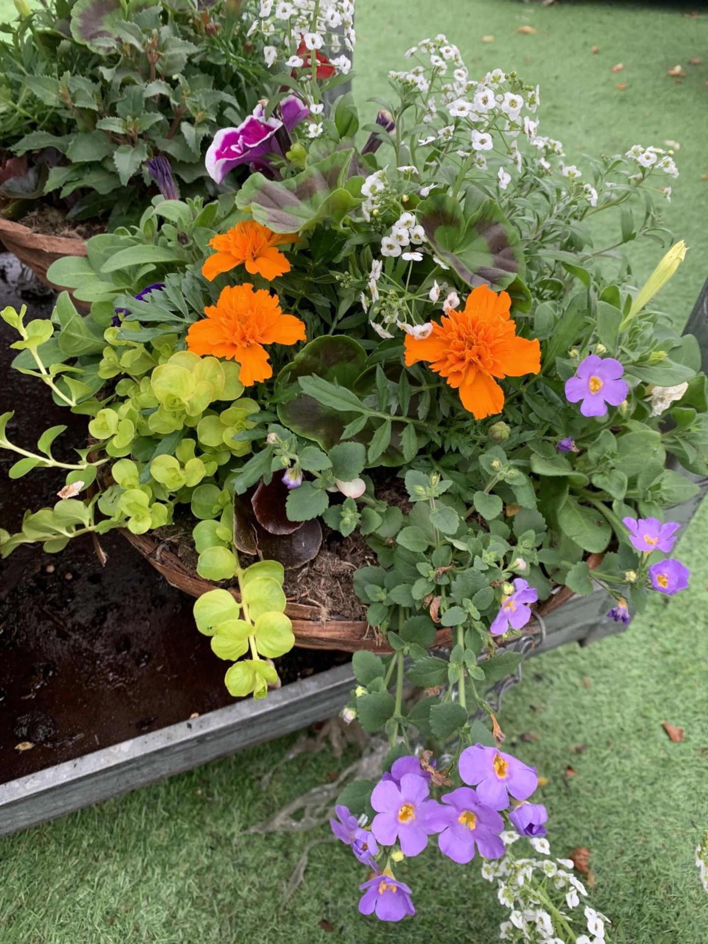 FOUR WICKER HANGING BASKETS WITH MIXED BEDDING AND TRAILING PLANTS TO INCLUDE PETUNIA, MARIGOLD, - Bild 5 aus 7
