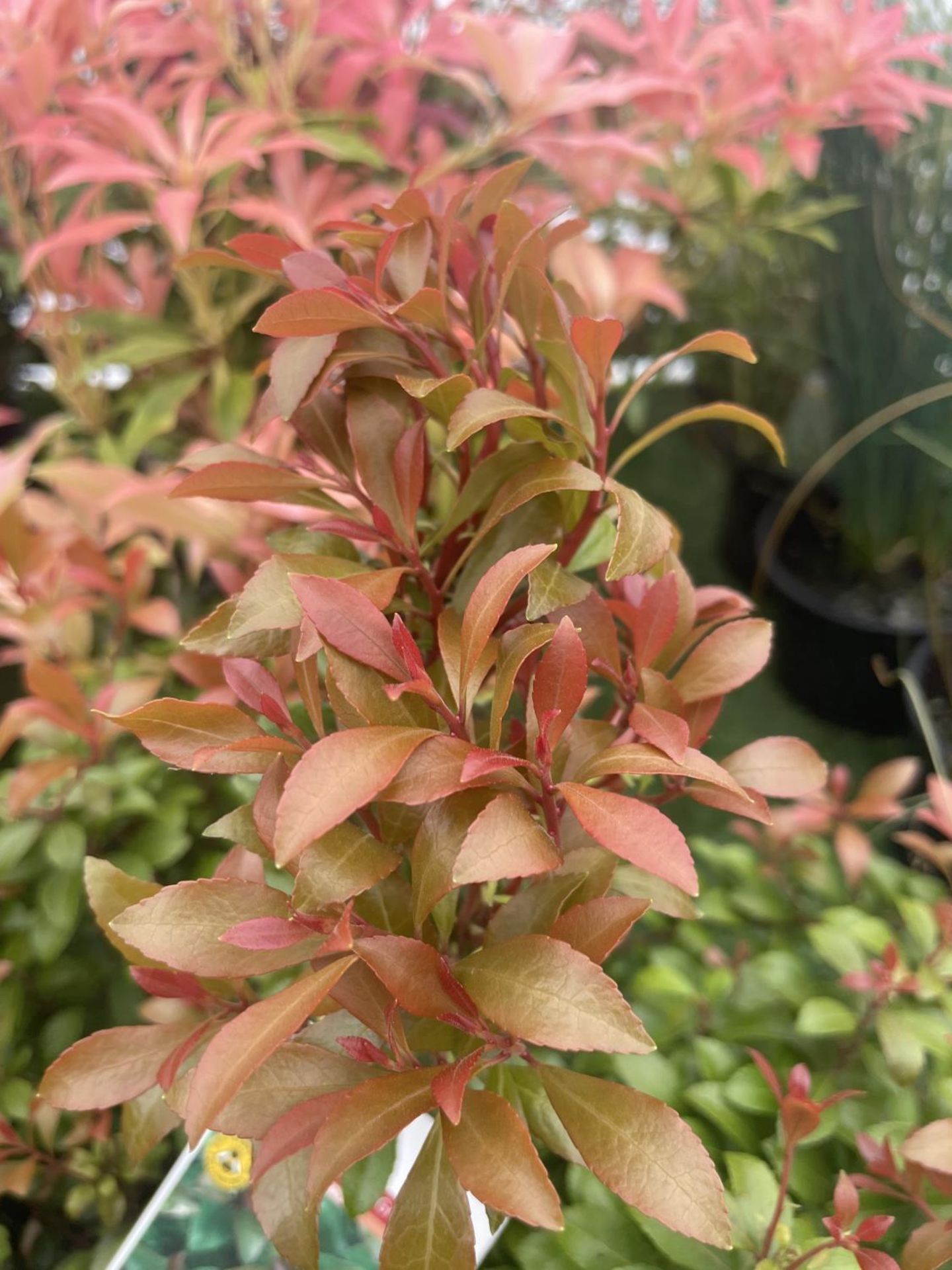 FIVE MIXED PIERIS TO INCLUDE PRELUDE, LITTLE HEATH GREEN, FOREST FLAME ETC 50-70CM TALL TO BE SOLD - Image 5 of 15