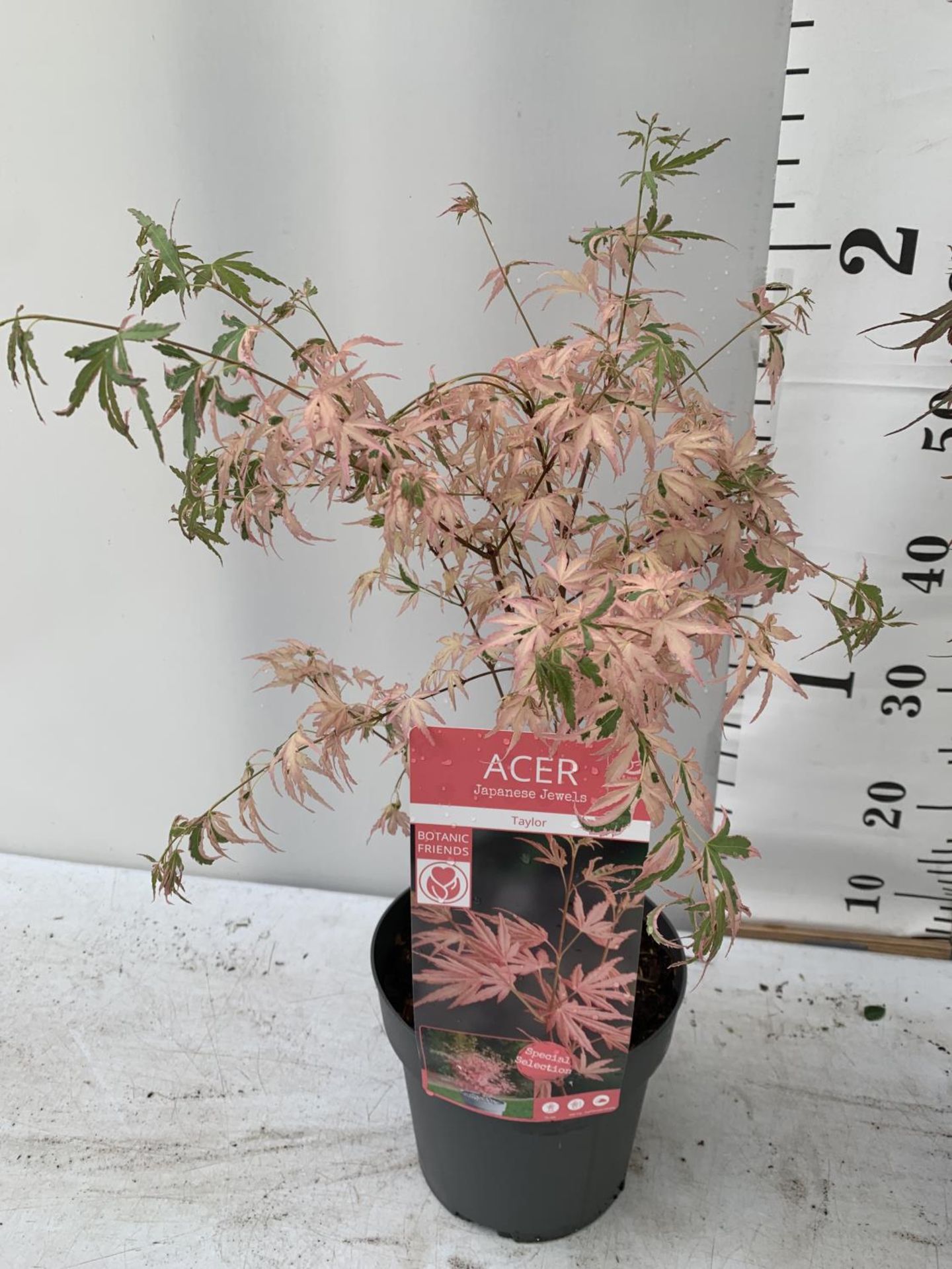 TWO ACER PALMATUM JAPANESE JEWELS TO INCLUDE TAYLOR AND SHAINIA IN 3 LTR POTS 60-70CM TALL TO BE - Image 2 of 9