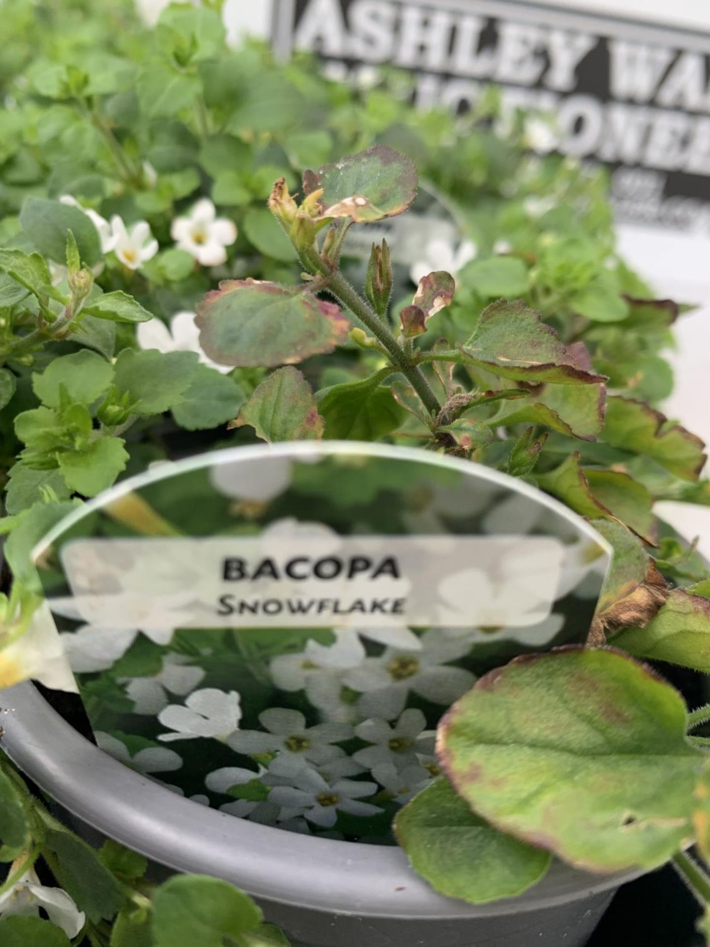 FIFTEEN BACOPA 'SNOWFLAKE' BEDDING PLANTS ON A TRAY PLUS VAT TO BE SOLD FOR THE FIFTEEN - Image 4 of 4