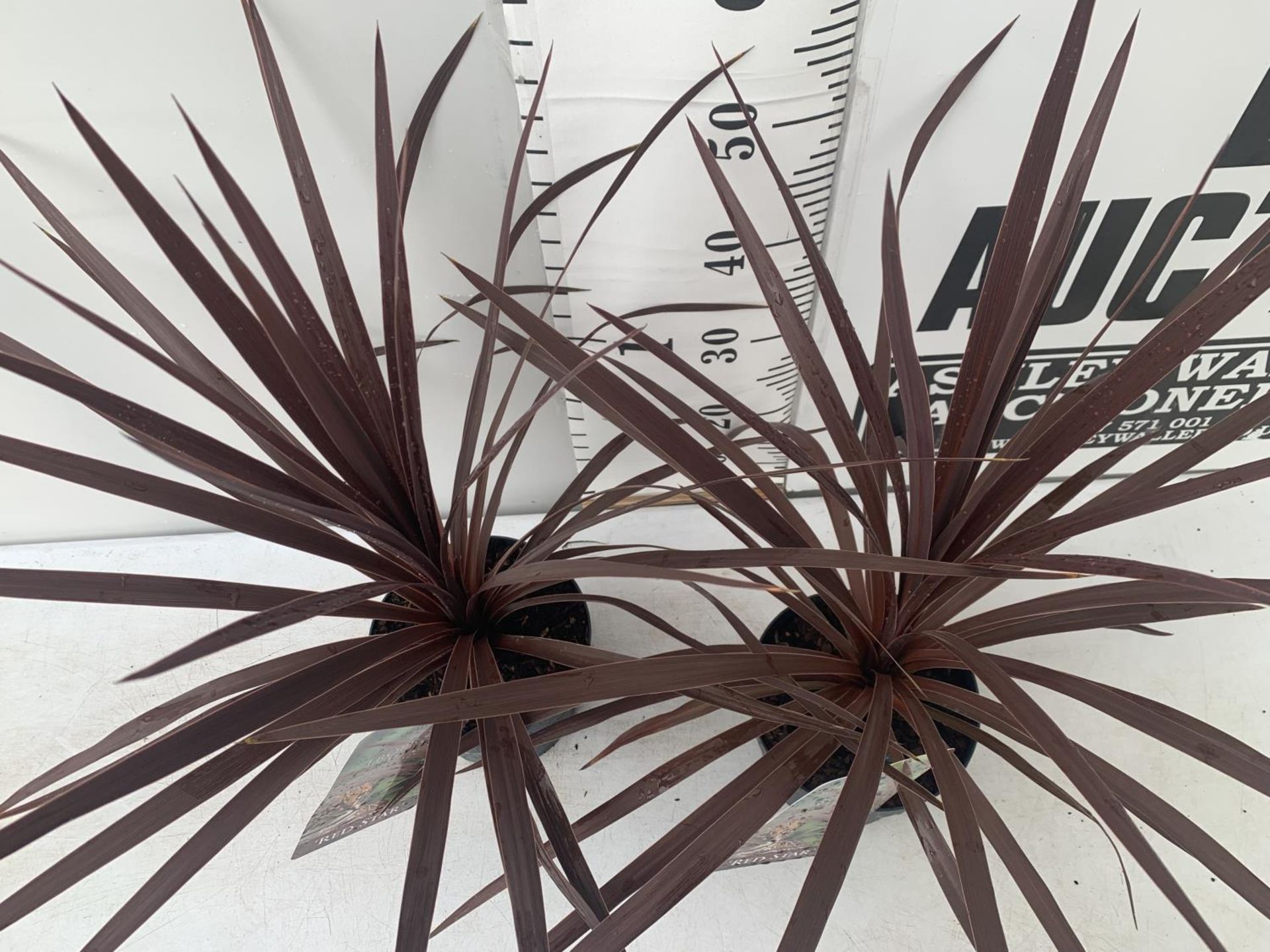 TWO CORDYLINE AUSTRALIS RED STAR IN 2 LTR POTS HEIGHT OVER 60CM PLUS VAT TO BE SOLD FOR THE TWO - Image 2 of 4