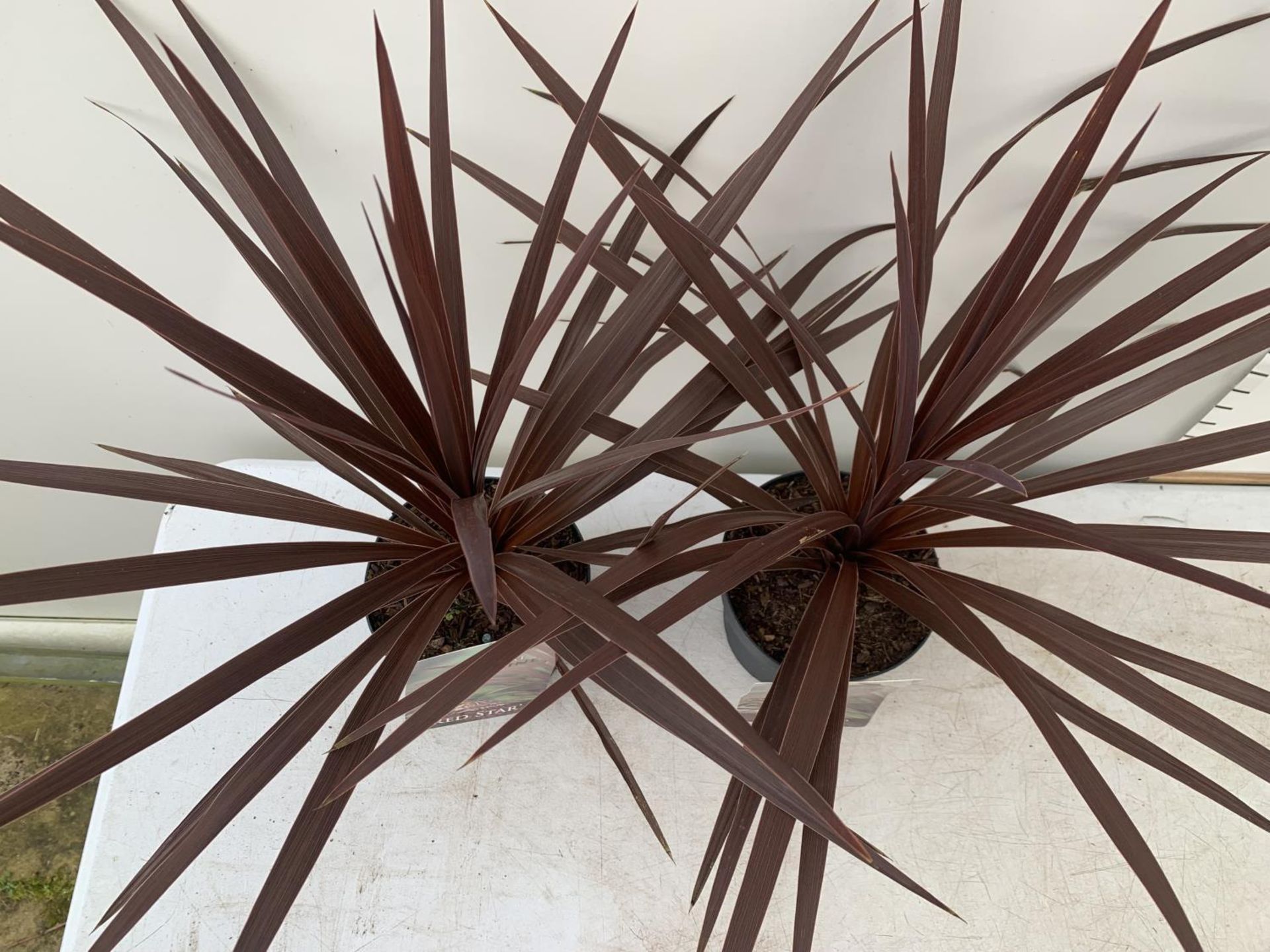 TWO CORDYLINE AUSTRALIS RED STAR IN 2 LTR POTS HEIGHT 60CM PLUS VAT TO BE SOLD FOR THE TWO - Bild 5 aus 5