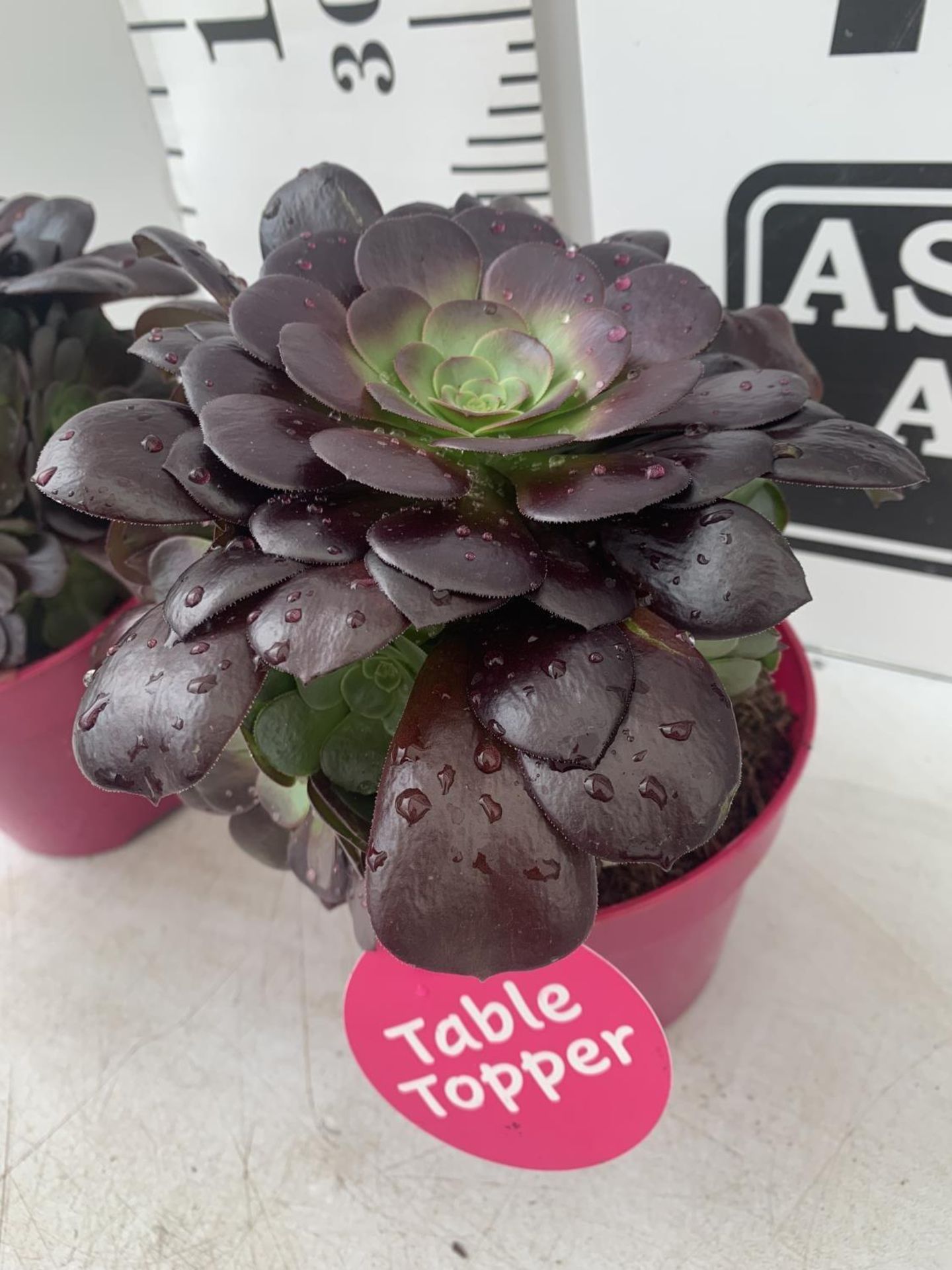 TWO AEONIUM ARBOREUM VELOURS IN 1 LTR POTS 25CM IN HEIGHT PLUS VAT TO BE SOLD FOR THE TWO - Image 5 of 5