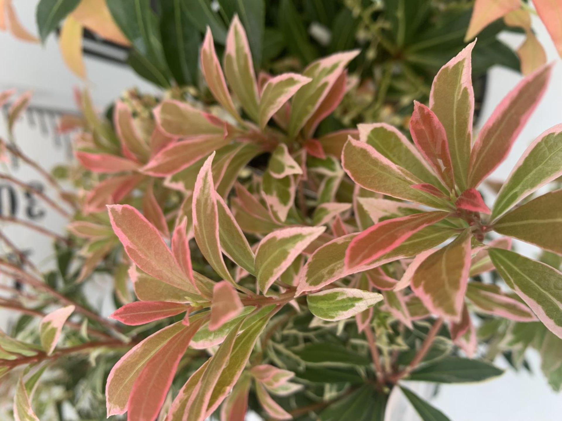 TWO PIERIS JAPONICA 'LITTLE HEATH' AND 'FOREST FLAME' IN 3 LTR POTS 55CM TALL PLUS VAT TO BE SOLD - Image 3 of 6