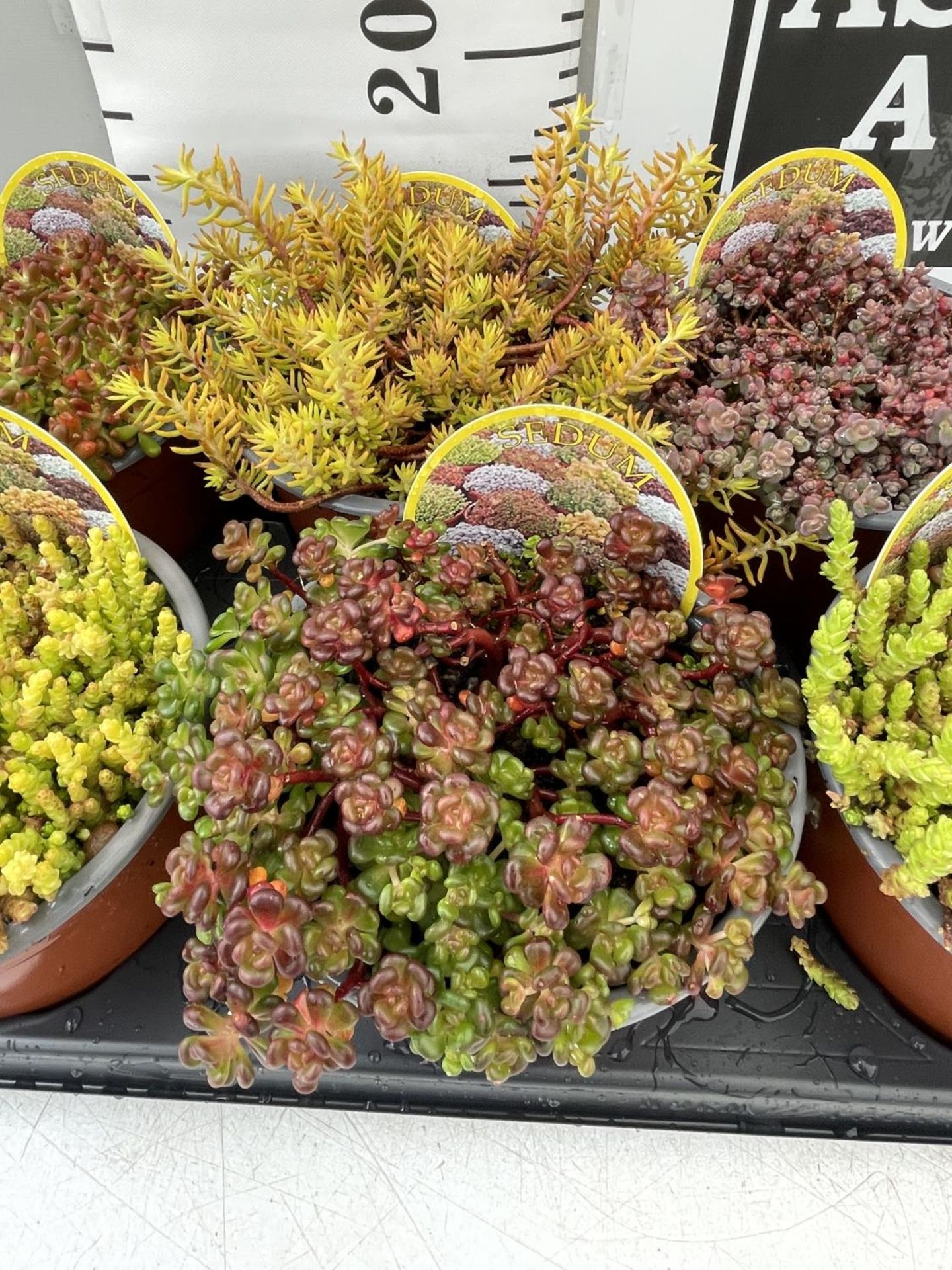 EIGHT VARIOUS VARIETIES OF SEDUM WITH CARDS IN SIZE P13 POTS TO BE SOLD FOR THE EIGHT PLUS VAT - Image 4 of 6