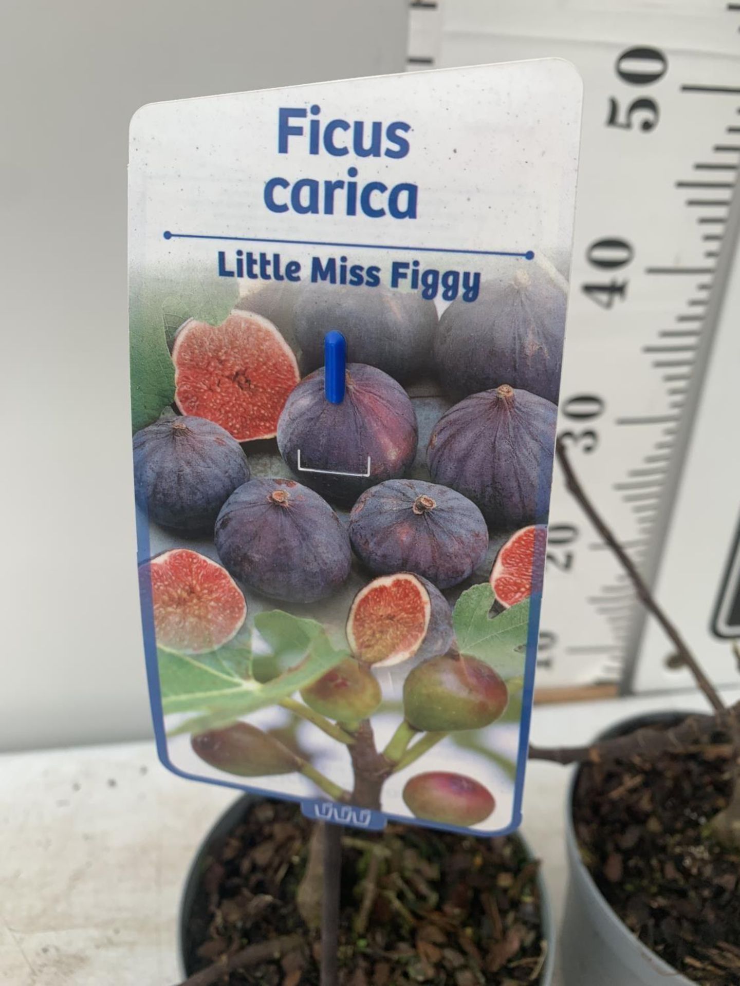 TWO FIGS FICUS CARICA 'LITTLE MISS FIGGY' IN 5 LTR POTS APPROX 35CM IN HEIGHT NO VAT TO BE SOLD - Image 4 of 4