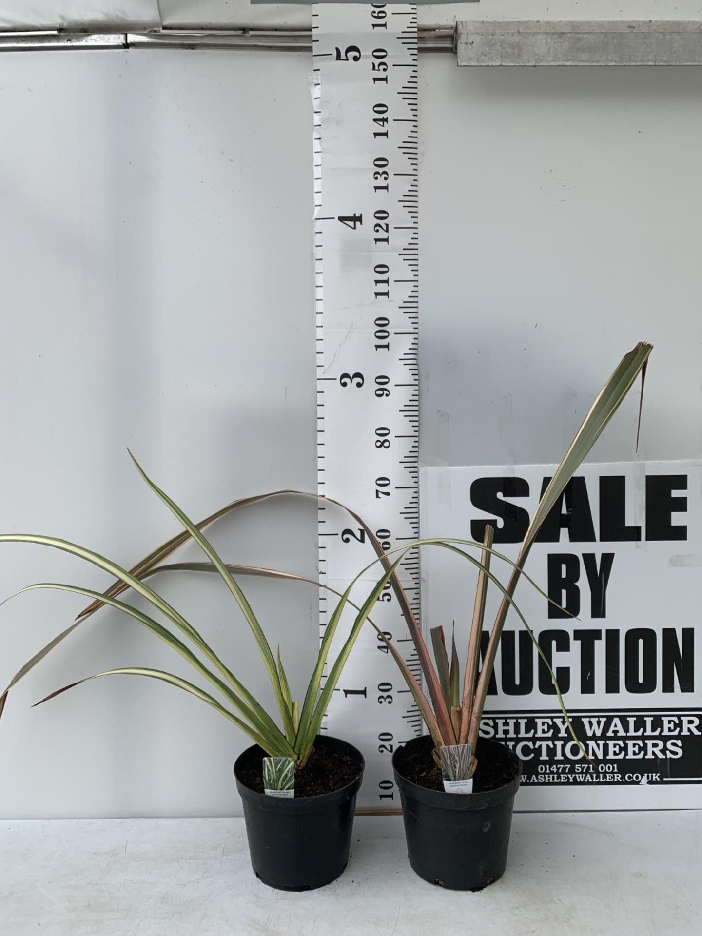 TWO PHORMIUM TENAX 'CREAM DELIGHT' AND 'RAINBOW QUEEN' APPROX 90CM IN HEIGHT IN 10 LTR POTS PLUS VAT - Image 2 of 5