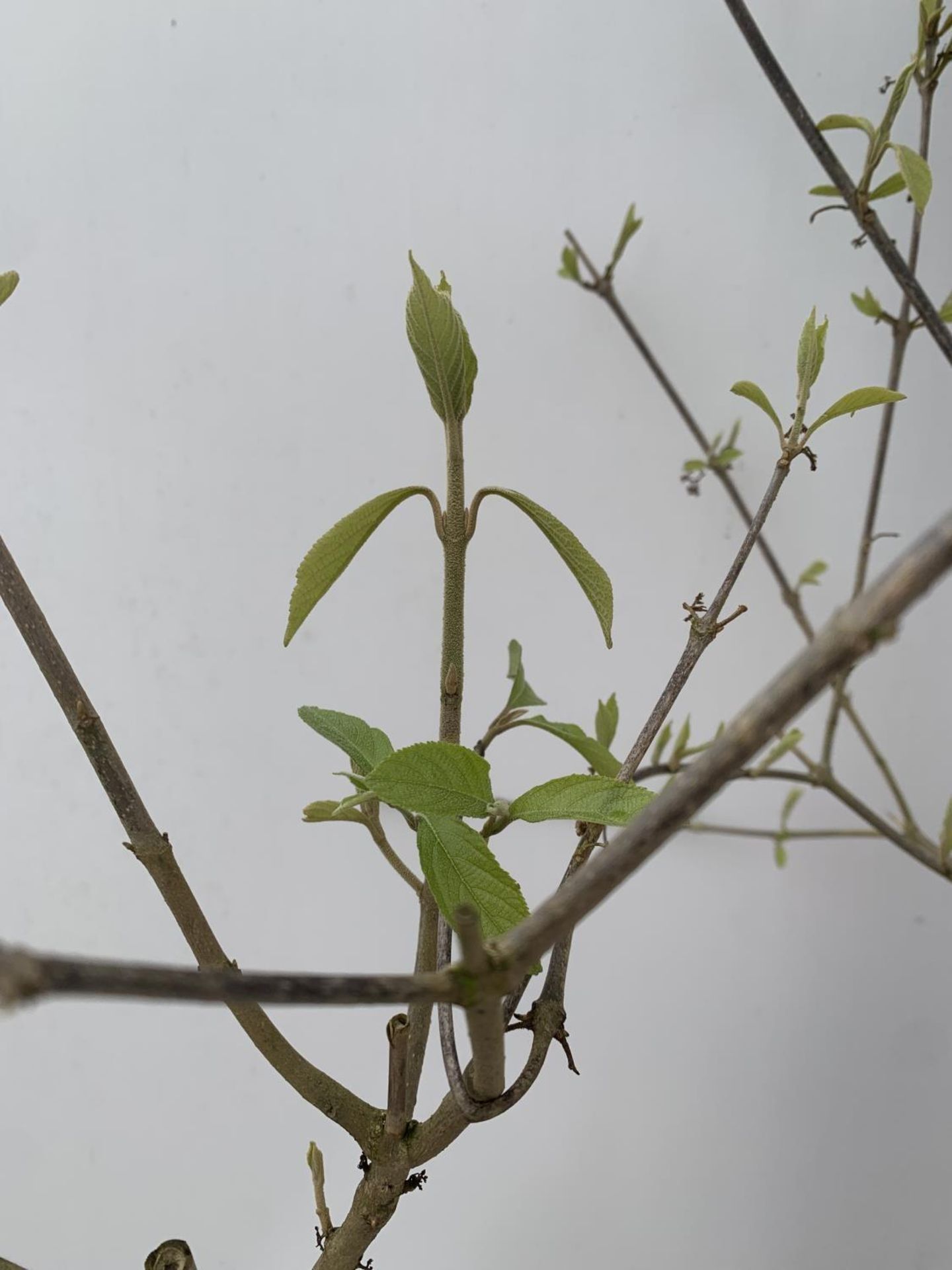 TWO PURPLE CALLICARPA STANDARD TREES BODINIERI PROFUSION IN 4 LTR POTS 140CM IN HEIGHT PLUS VAT TO - Image 3 of 4