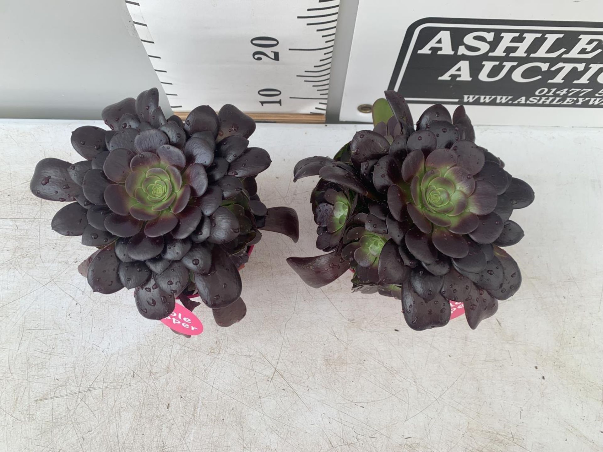 TWO AEONIUM ARBOREUM VELOURS IN 1 LTR POTS 25CM IN HEIGHT PLUS VAT TO BE SOLD FOR THE TWO - Image 3 of 5