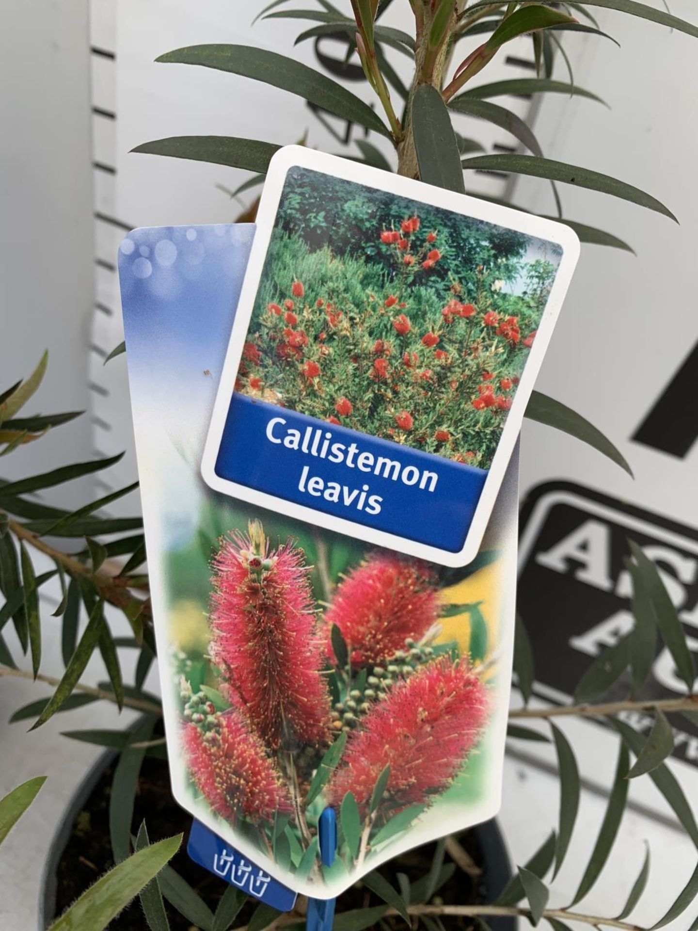 TWO CALLISTEMON LAEVIS IN 2 LTR POTS 50CM IN HEIGHT PLUS VAT TO BE SOLD FOR THE TWO - Image 7 of 9