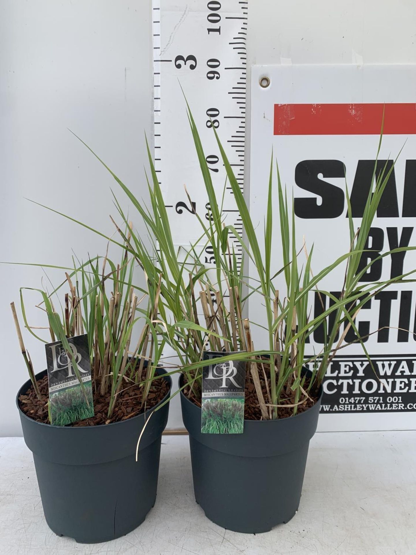 TWO ORNAMENTAL GRASSES 'MISCANTHUS MALEPARTUS' APPROX 75CM IN HEIGHT IN 4 LTR POTS PLUS VAT TO BE