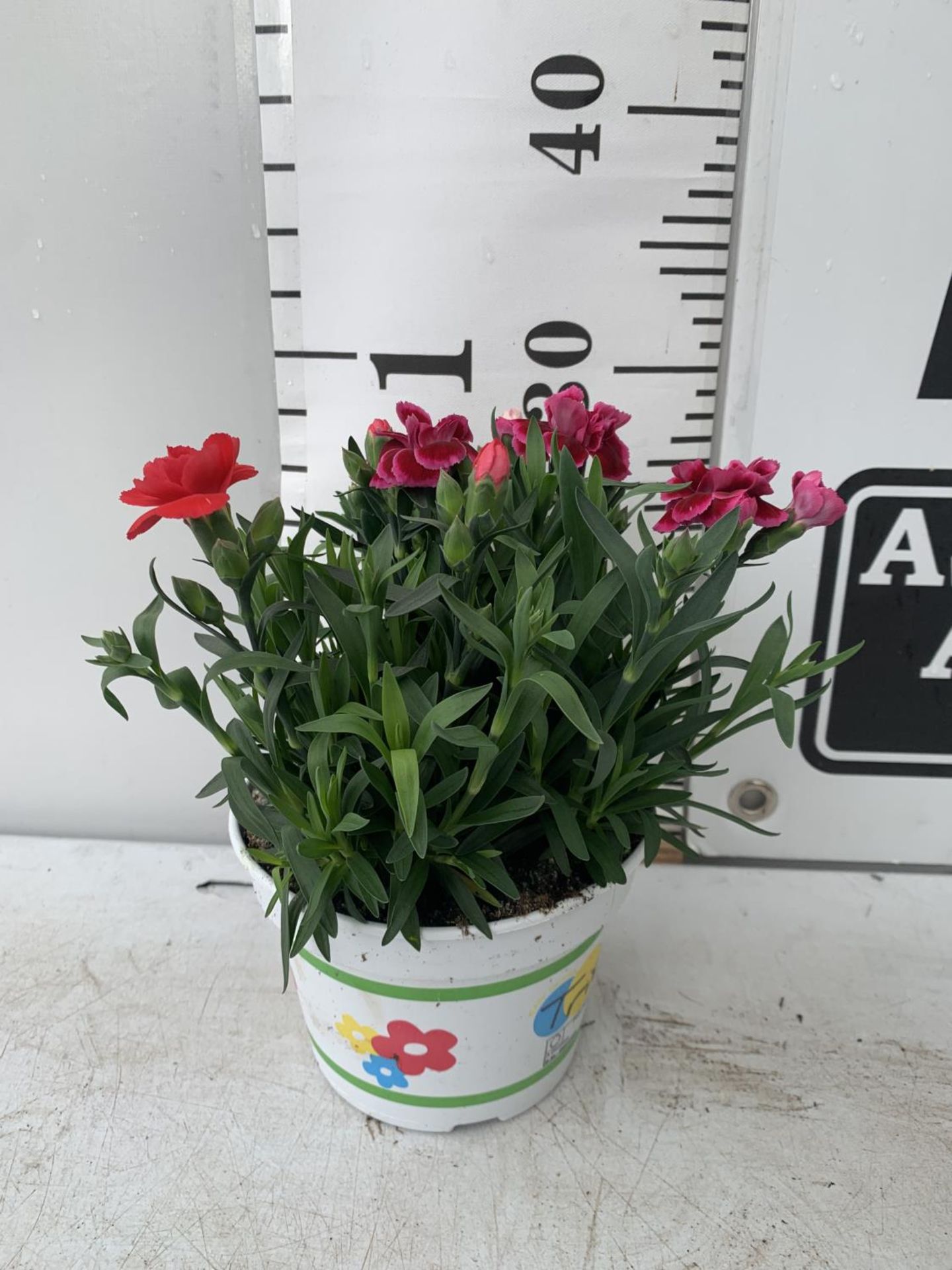 SIX POTS OF DIANTHUS TRIO MIXED WITH THREE VARIETIES IN EACH POT SIZE P15 HEIGHT 30CM TO BE SOLD FOR - Image 5 of 5