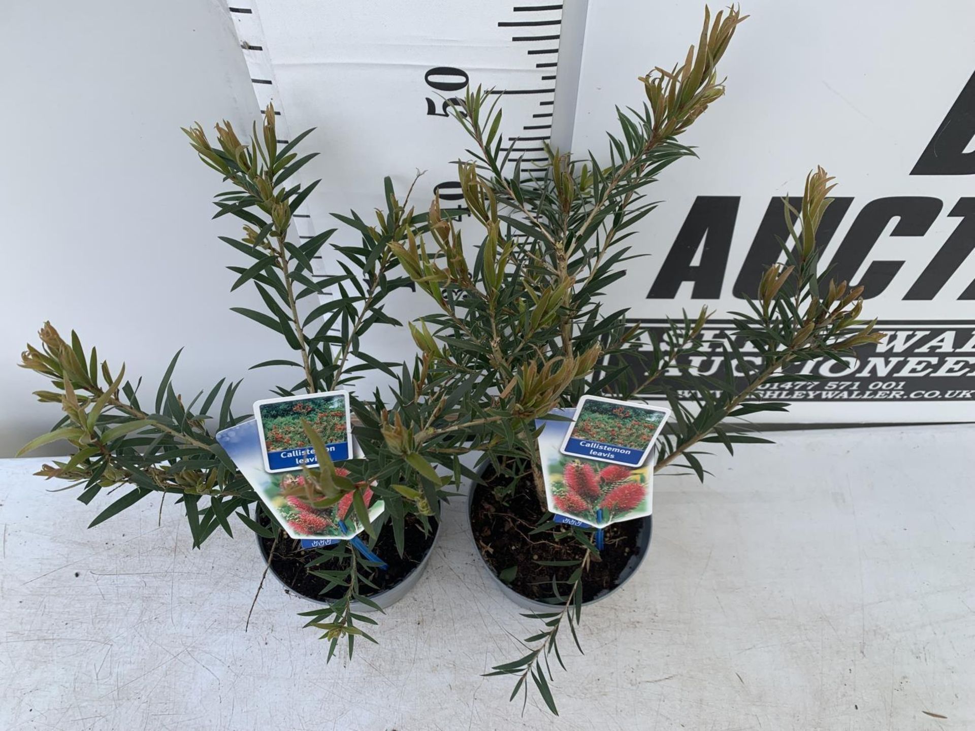 TWO CALLISTEMON LAEVIS IN 2 LTR POTS 50CM IN HEIGHT PLUS VAT TO BE SOLD FOR THE TWO - Image 2 of 4