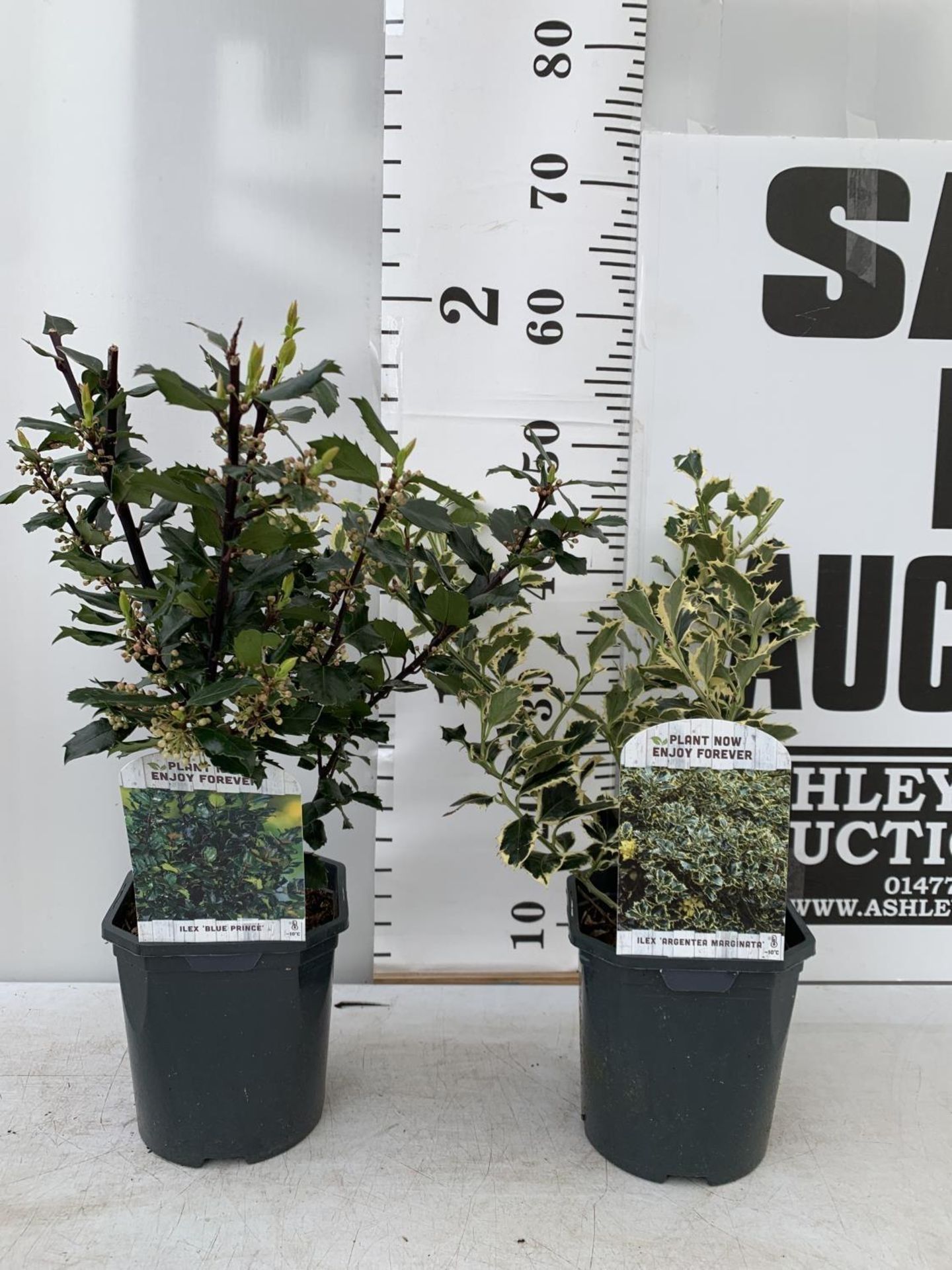 TWO ILEX AQUIFOLIUM HOLLY 'BLUE PRINCE' AND ARGENTEA MARGINATA' IN 2 LTR POTS APPROX 50CM IN