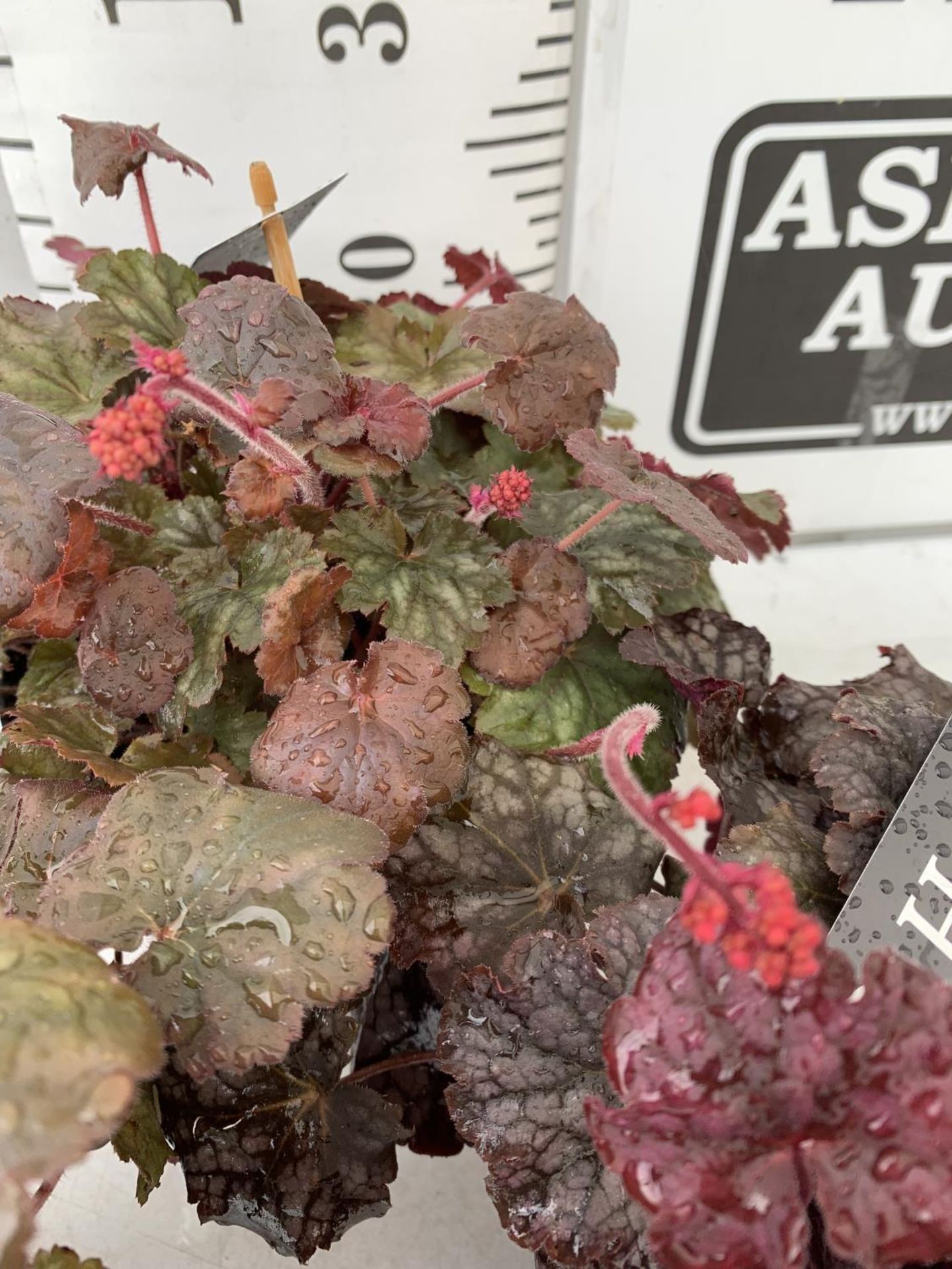 THREE HEUCHERA 'CARNIVAL' IN 2 LTR POTS PLUS VAT TO BE SOLD FOR THE THREE - Image 6 of 10