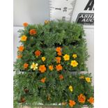 NINE TRAYS OF MARIGOLD PLANTS WITH NINE PLANTS IN EACH TRAY PLUS VAT TO BE SOLD FOR THE NINE TRAYS
