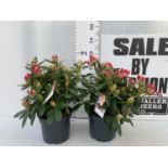 TWO RHODODENDRONS RED 'PERCY WISEMAN' IN 5 LTR POTS 60CM TALL PLUS VAT TO BE SOLD FOR THE TWO