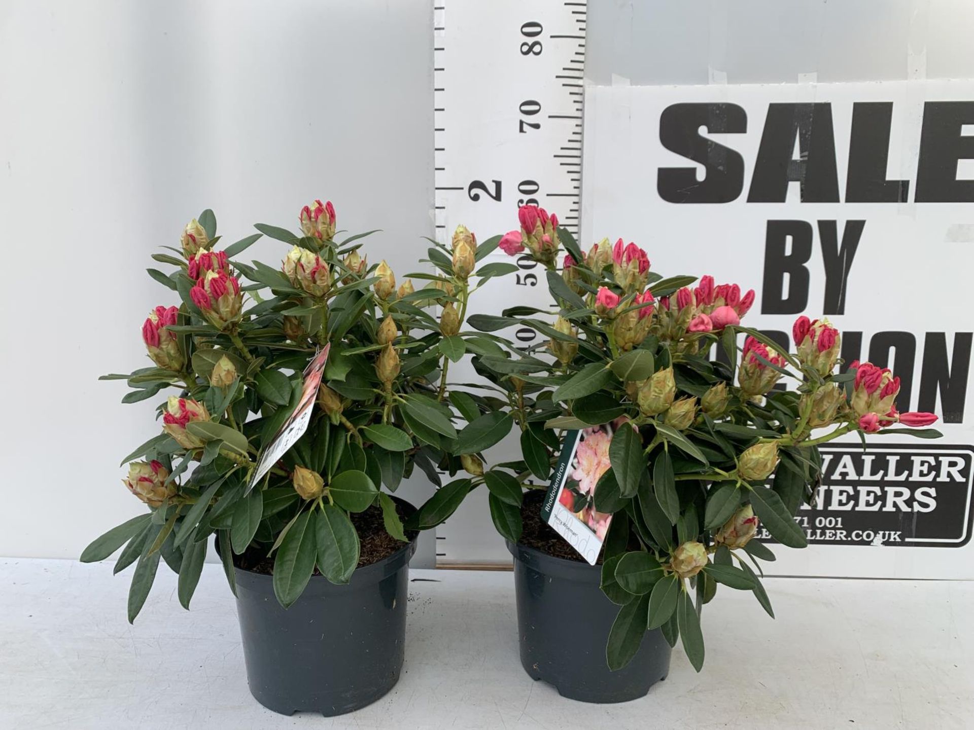 TWO RHODODENDRONS RED 'PERCY WISEMAN' IN 5 LTR POTS 60CM TALL PLUS VAT TO BE SOLD FOR THE TWO