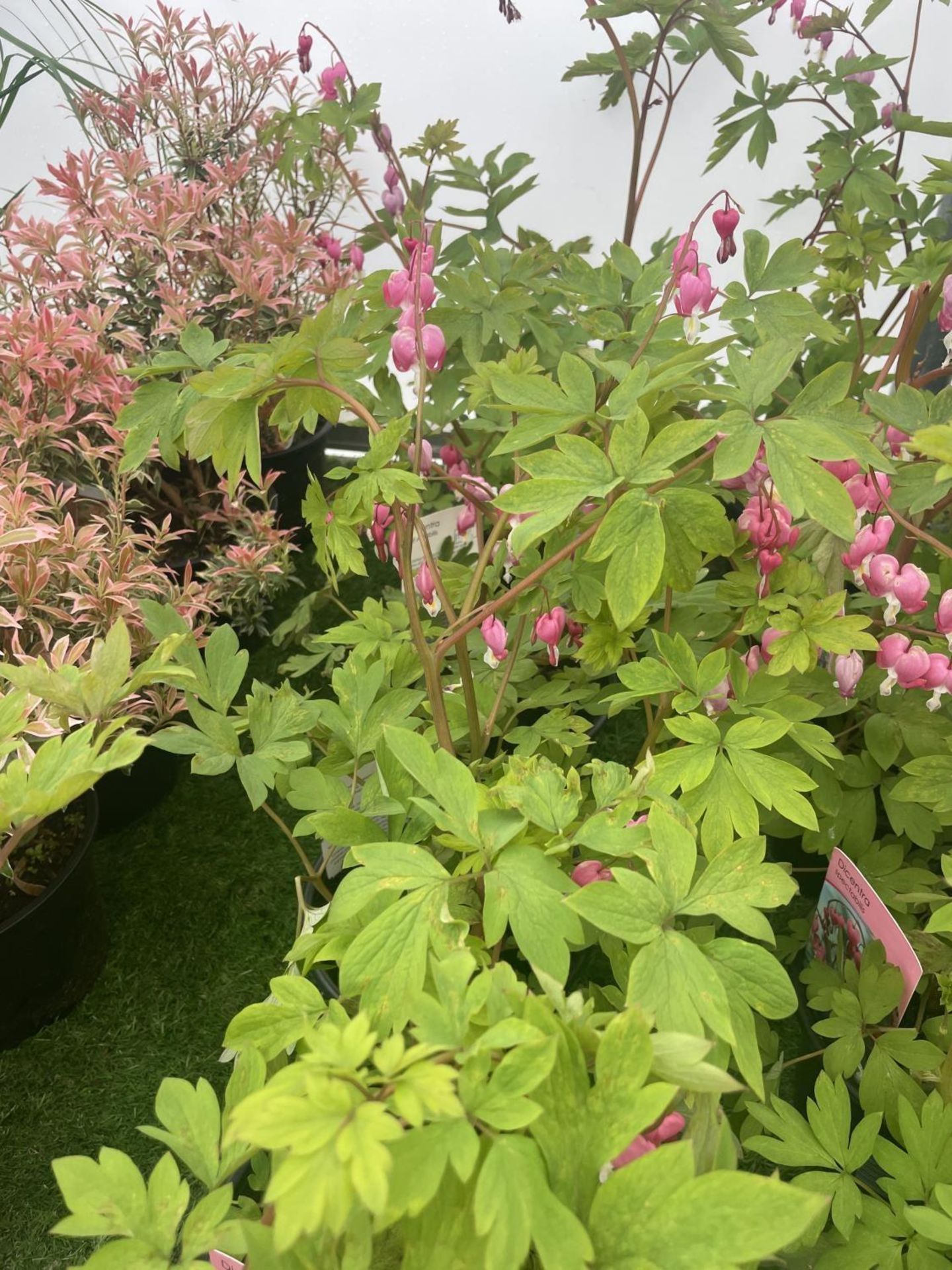 SIX DICENTRA SPECTABILIS BLEEDING HEART 50CM TALL IN 2 LTR POTS TO BE SOLD FOR THE SIX PLUS VAT - Image 3 of 11