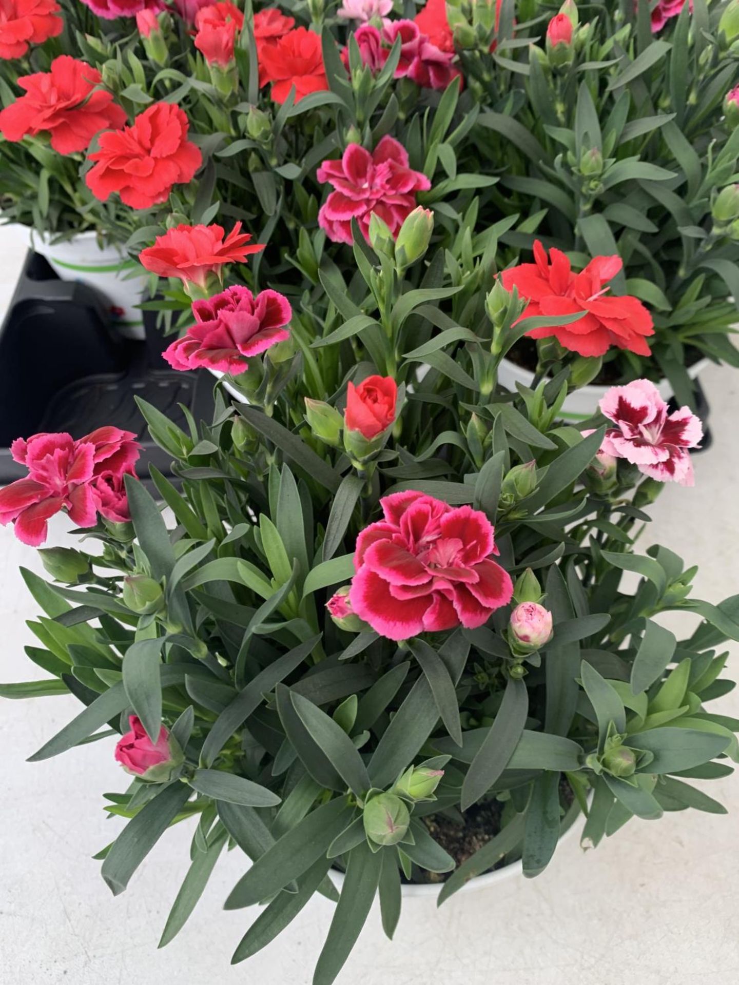 SIX POTS OF DIANTHUS TRIO MIXED WITH THREE VARIETIES IN EACH POT SIZE P15 HEIGHT 30CM TO BE SOLD FOR - Image 3 of 6