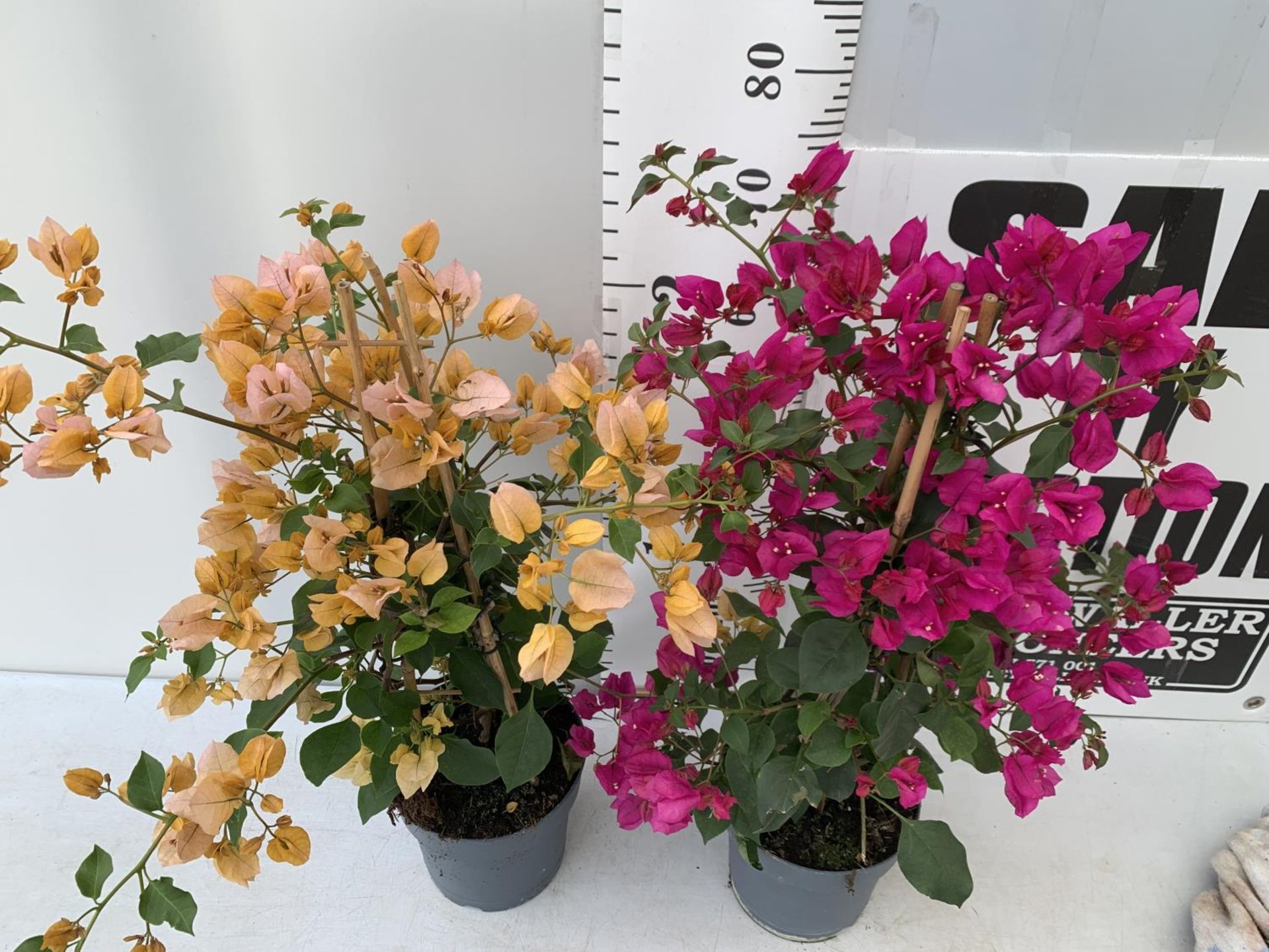 TWO BOUGAINVILLEA SANDERINA ON A PYRAMID FRAME ONE ORGANGE ONE PINK IN 3 LTR POTS HEIGHT 70-80CM. - Image 2 of 5