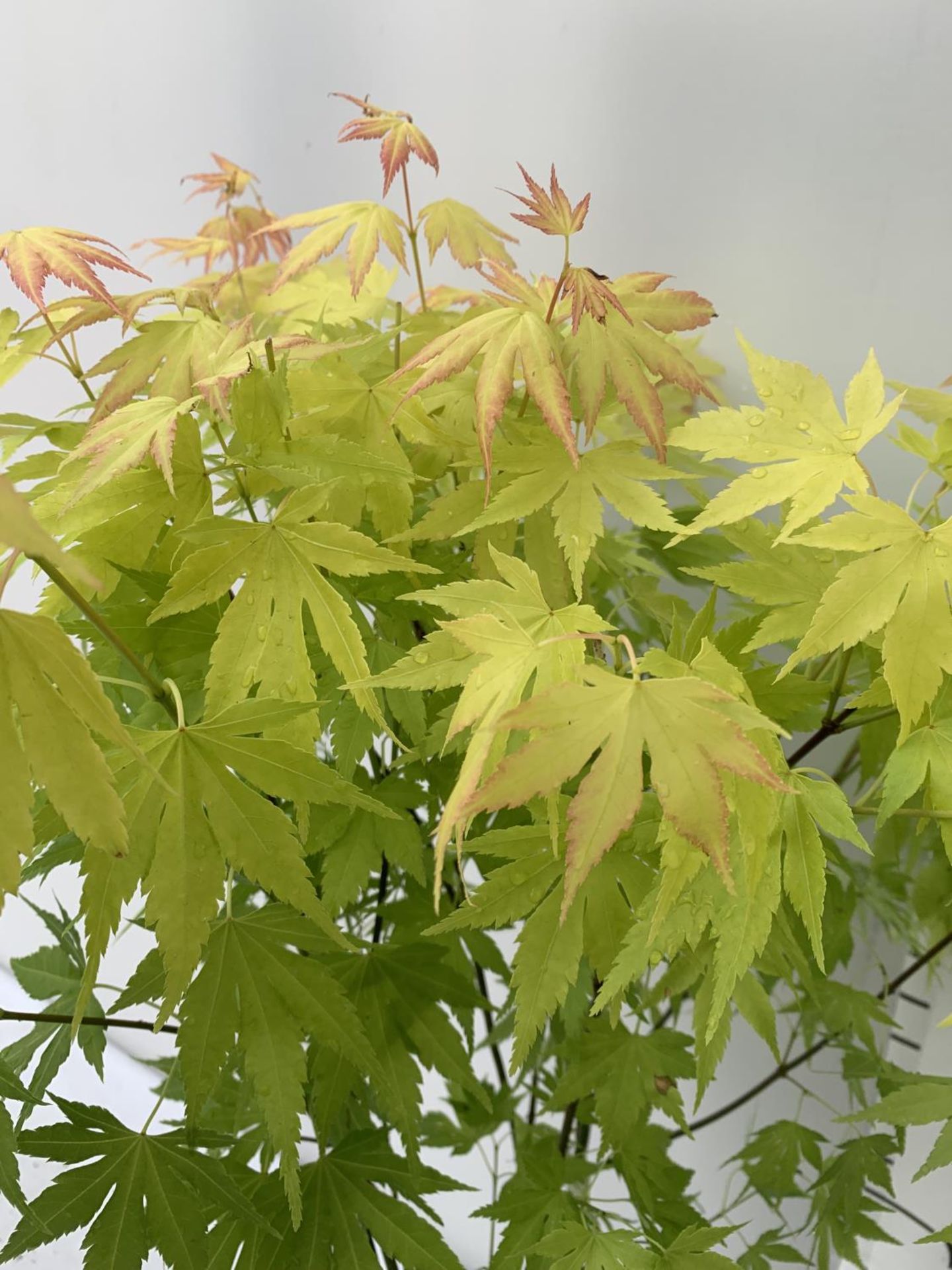 TWO ACER PALMATUM JAPANESE JEWELS IN 3 LTR POTS TO INCLUDE AN ORANGE DREAM AND A SHAINA 70 -80CM - Image 3 of 7