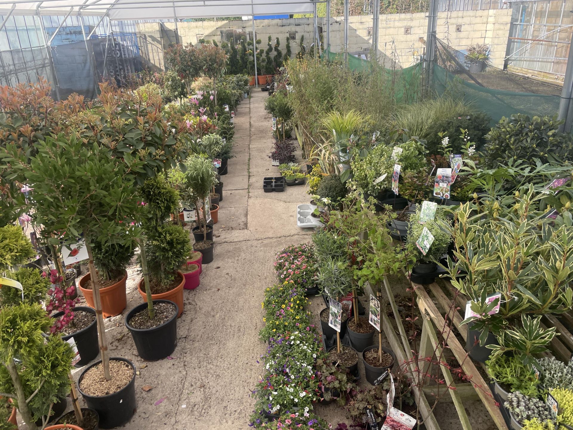 WELCOME TO ASHLEY WALLER HORTICULTURE AUCTION - LOTS ARE BEING ADDED DAILY - THE IMAGES SHOW LOTS - Image 9 of 51