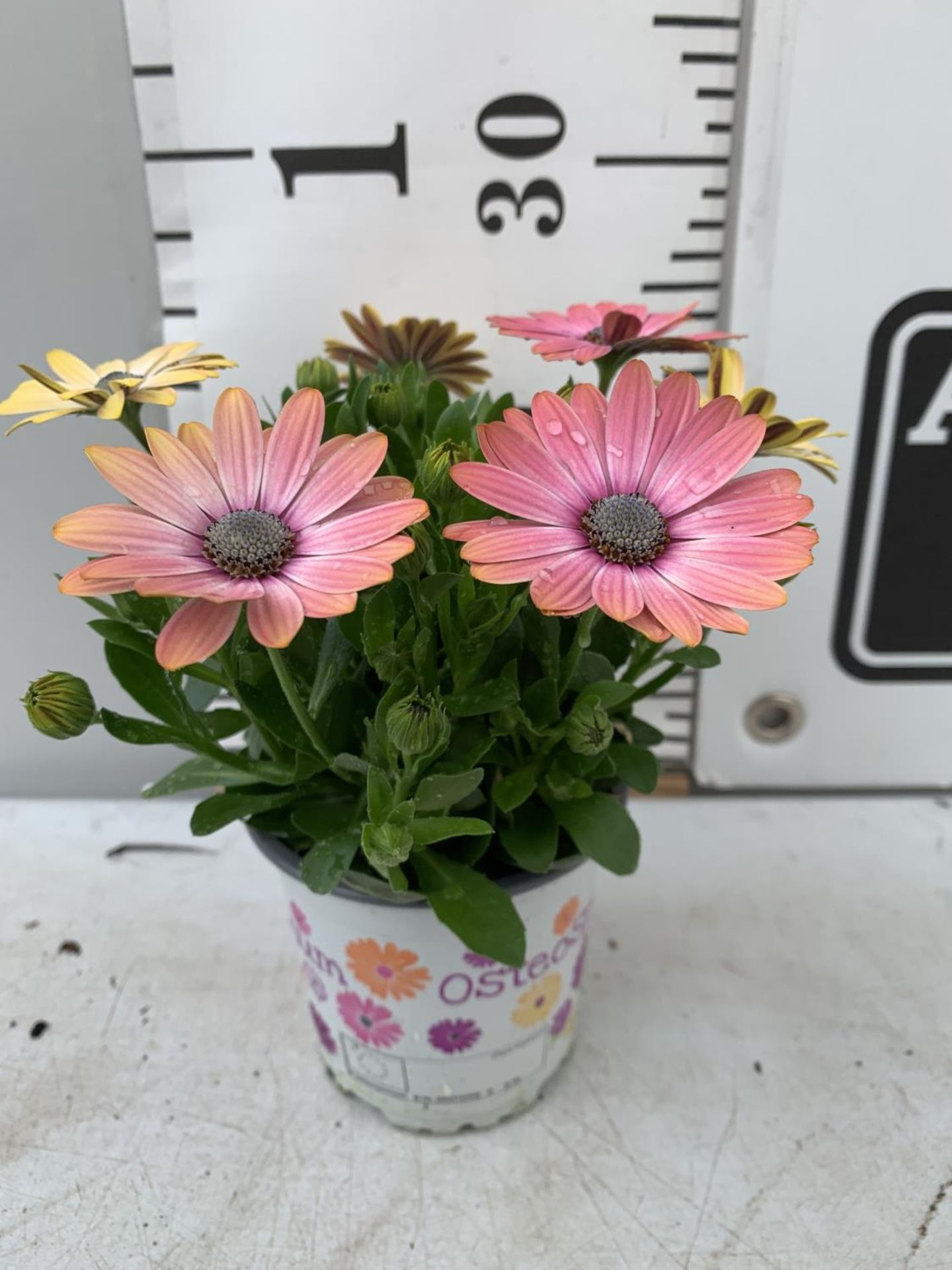 TWELVE MIXED COLOURED OSTEOSPERMUM PLANTS ON A TRAY TO BE SOLD FOR THE TWELVE PLUS VAT - Image 3 of 5