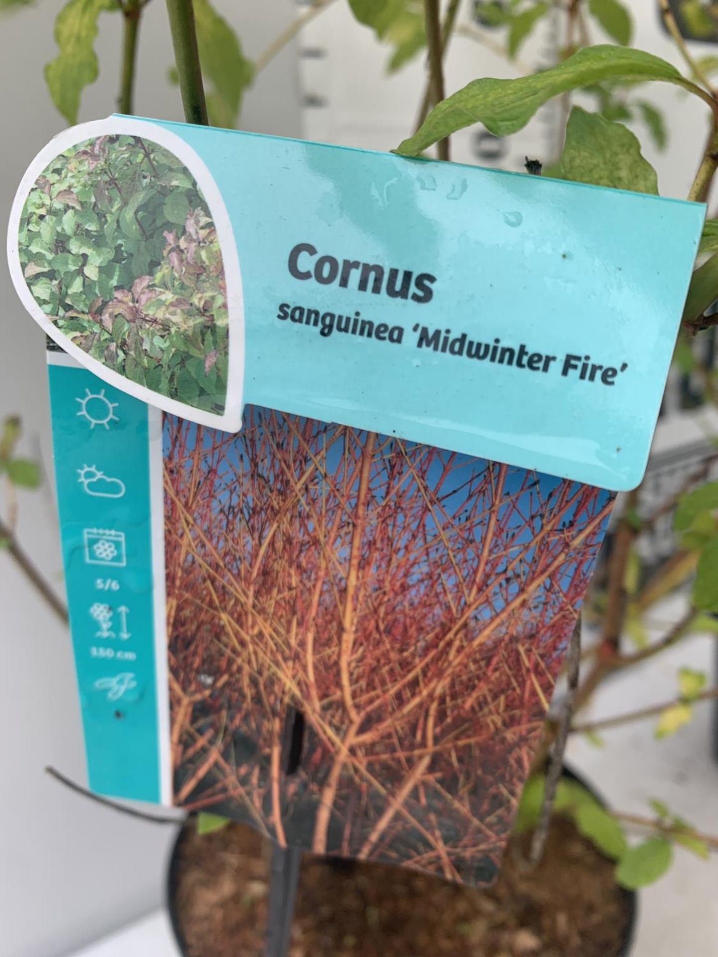 TWO CORNUS SANGUINEA 'MIDWINTER FIRE' IN 4 LTR POTS APPROX 90CM IN HEIGHT PLUS VAT TO BE SOLD FOR - Image 4 of 4